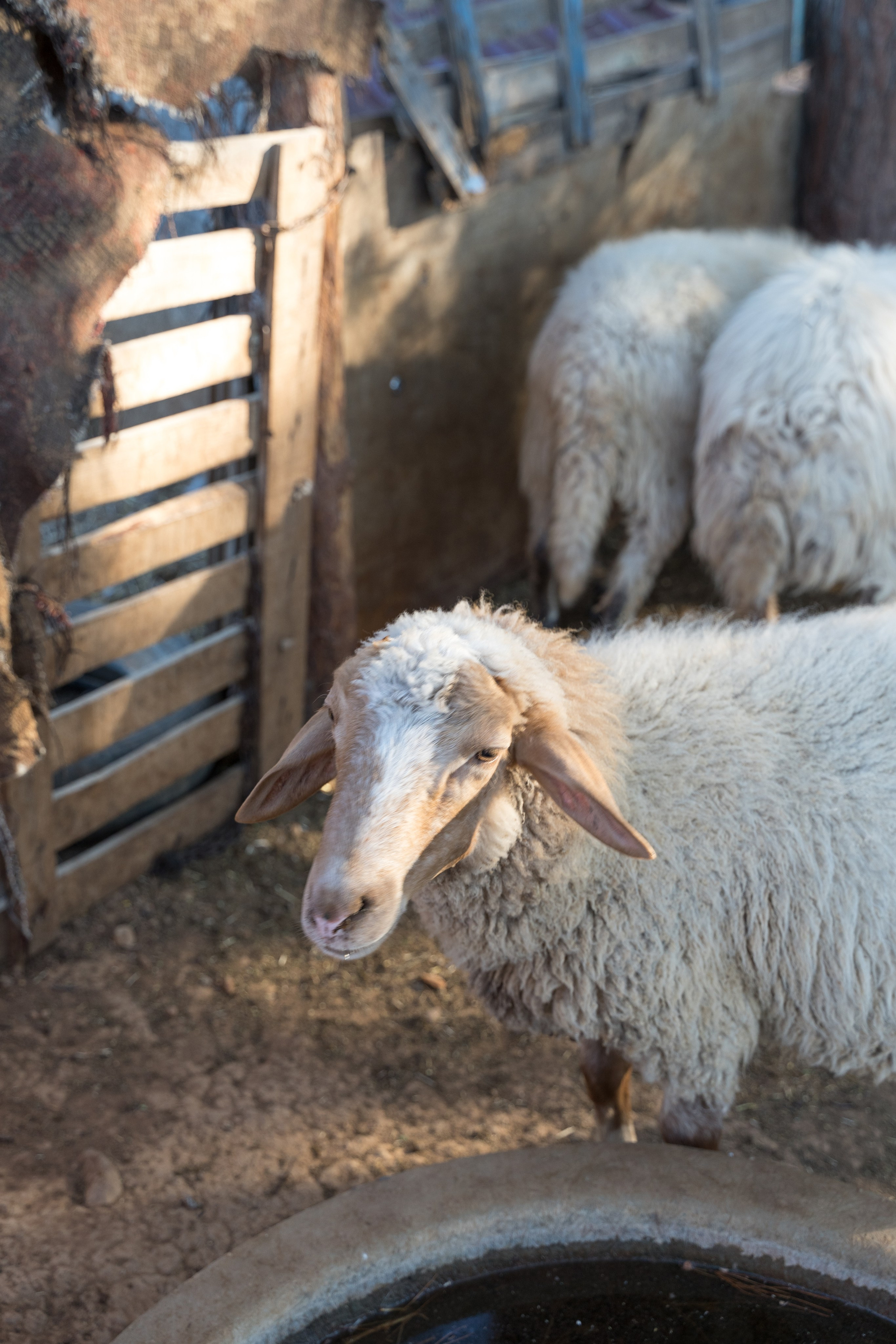 Экскурсия в винный регион Чал из Анталии. Ирина, фотограф в Анталии. Фотосессии в Кемере, Белеке, Сиде, Бодруме, Каше и Фетхие