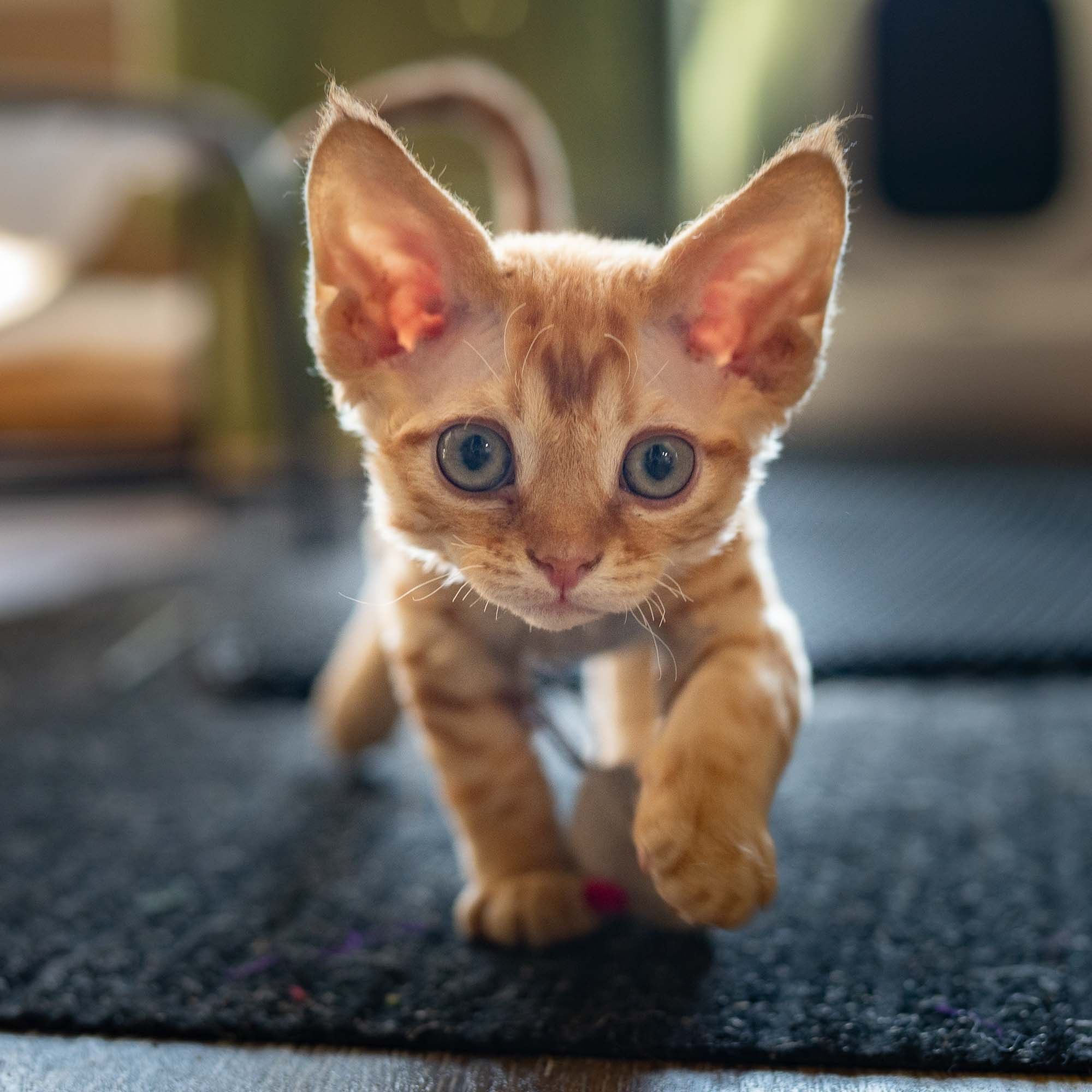 Jackie, boy, born 06.25.2025. Devon Rex Pixie Cattery