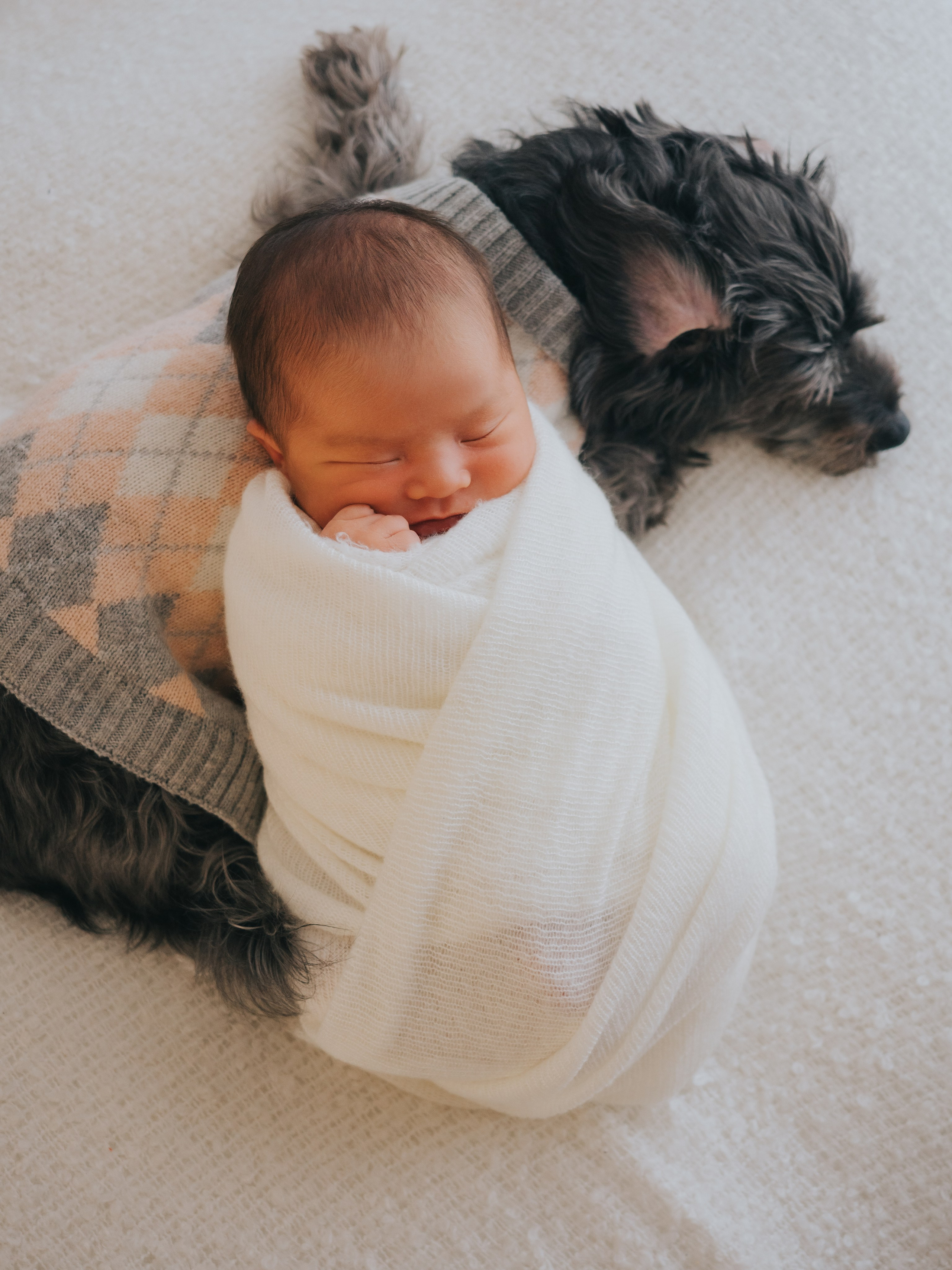 Newborn baby lying swaddled on dog.