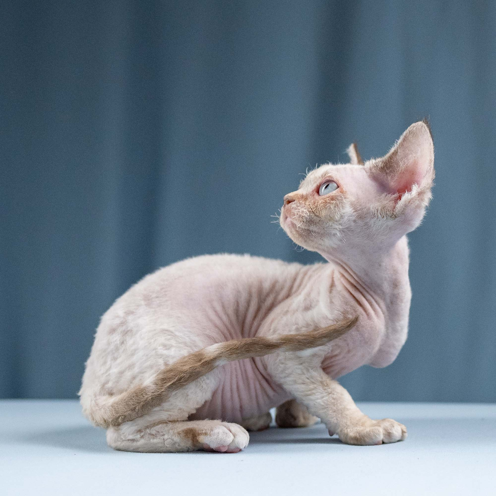 Ivy, girl, born 06.01.2025. Devon Rex Pixie Cattery