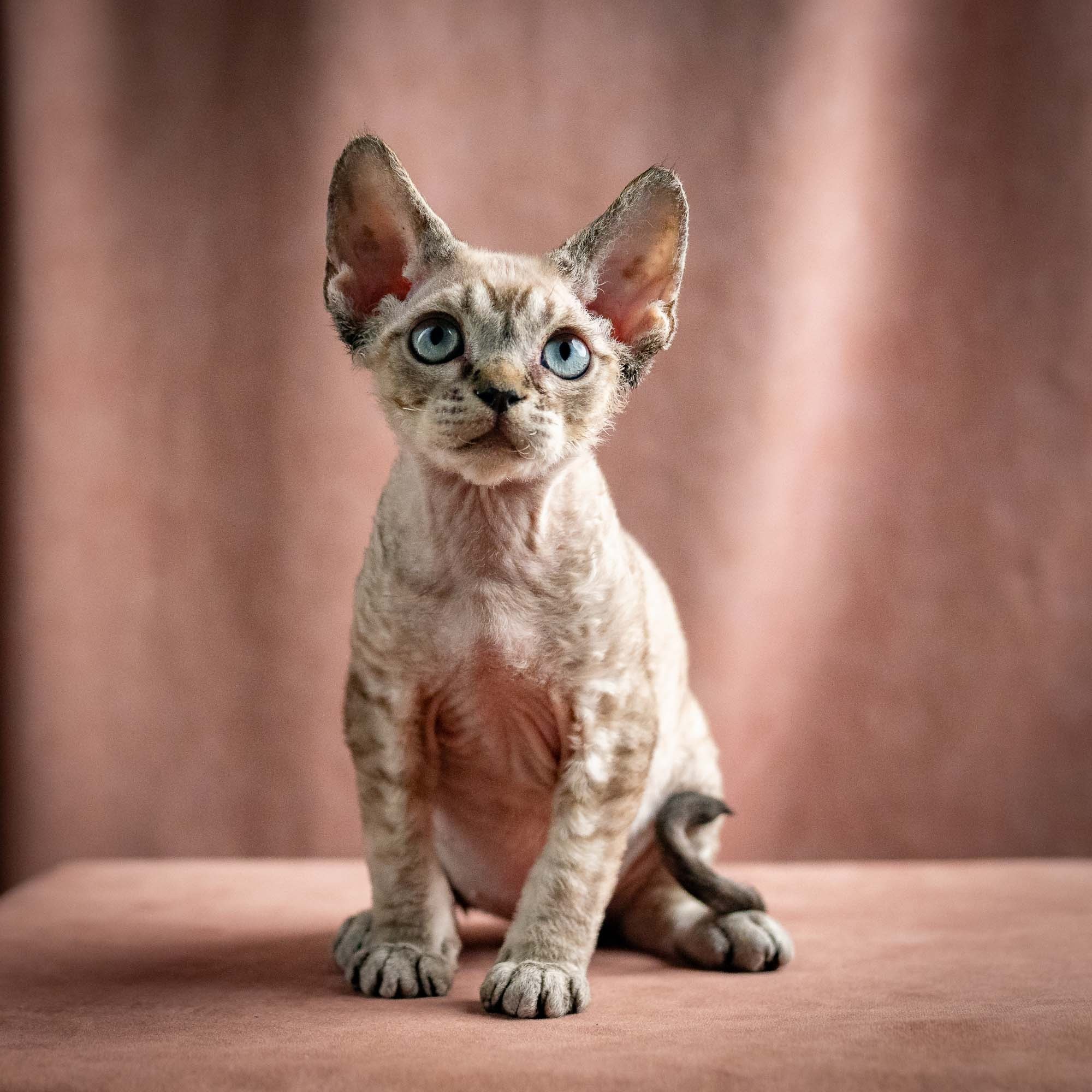 Quincy, boy, born 02.14.26. Devon Rex Pixie Cattery