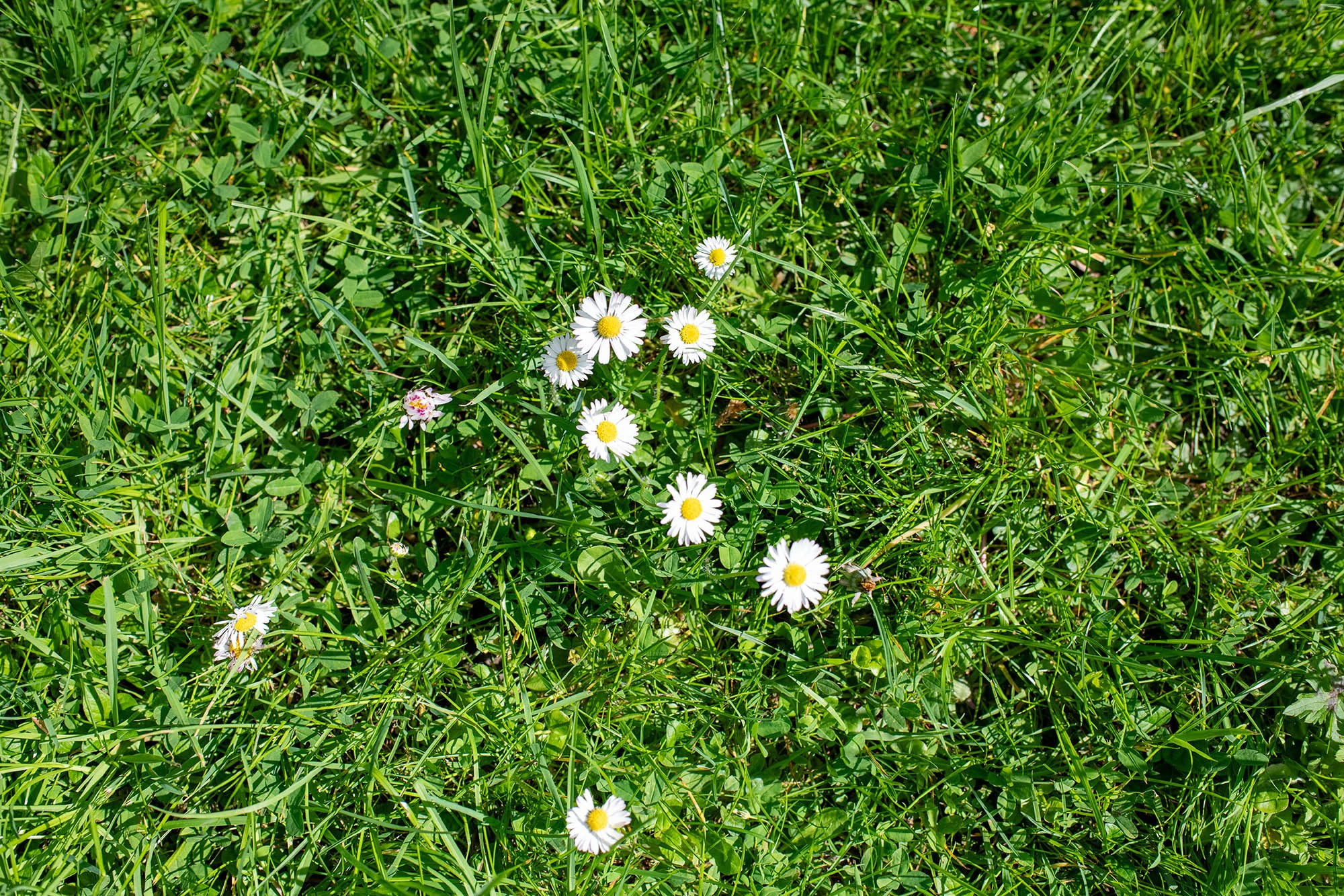 Blooming daisy meadow in the gardens of Château de Monte-Cristo near Paris, France