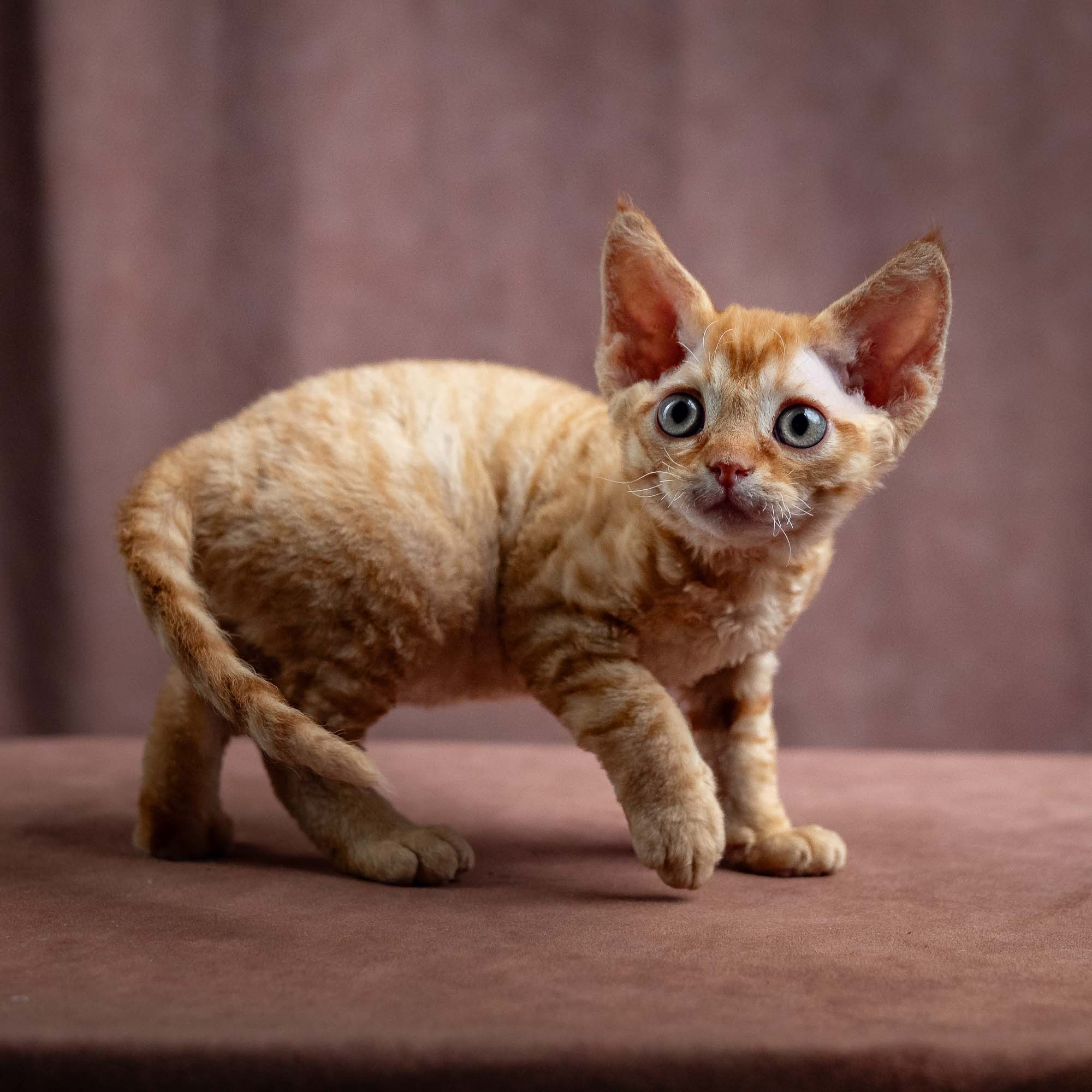 Jackie, boy, born 06.25.2025. Devon Rex Pixie Cattery