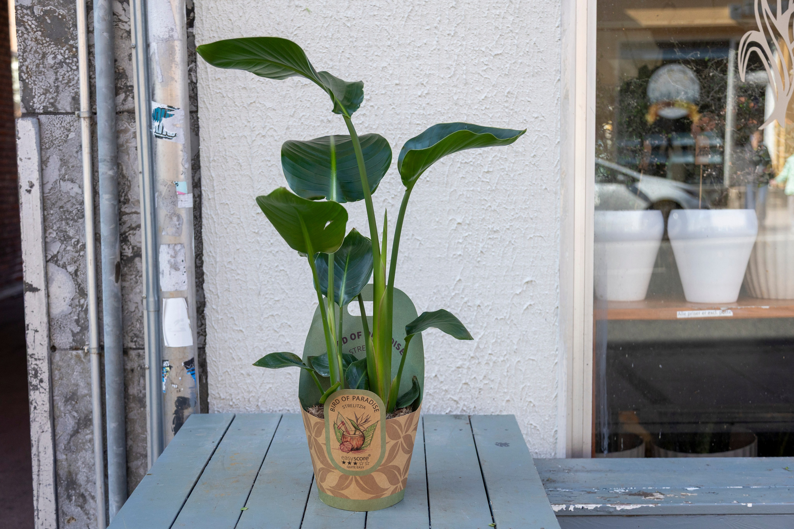 Gavekurve i Aarhus. Akropolis Blomster | Din døgn blomsterbutik i Aarhus