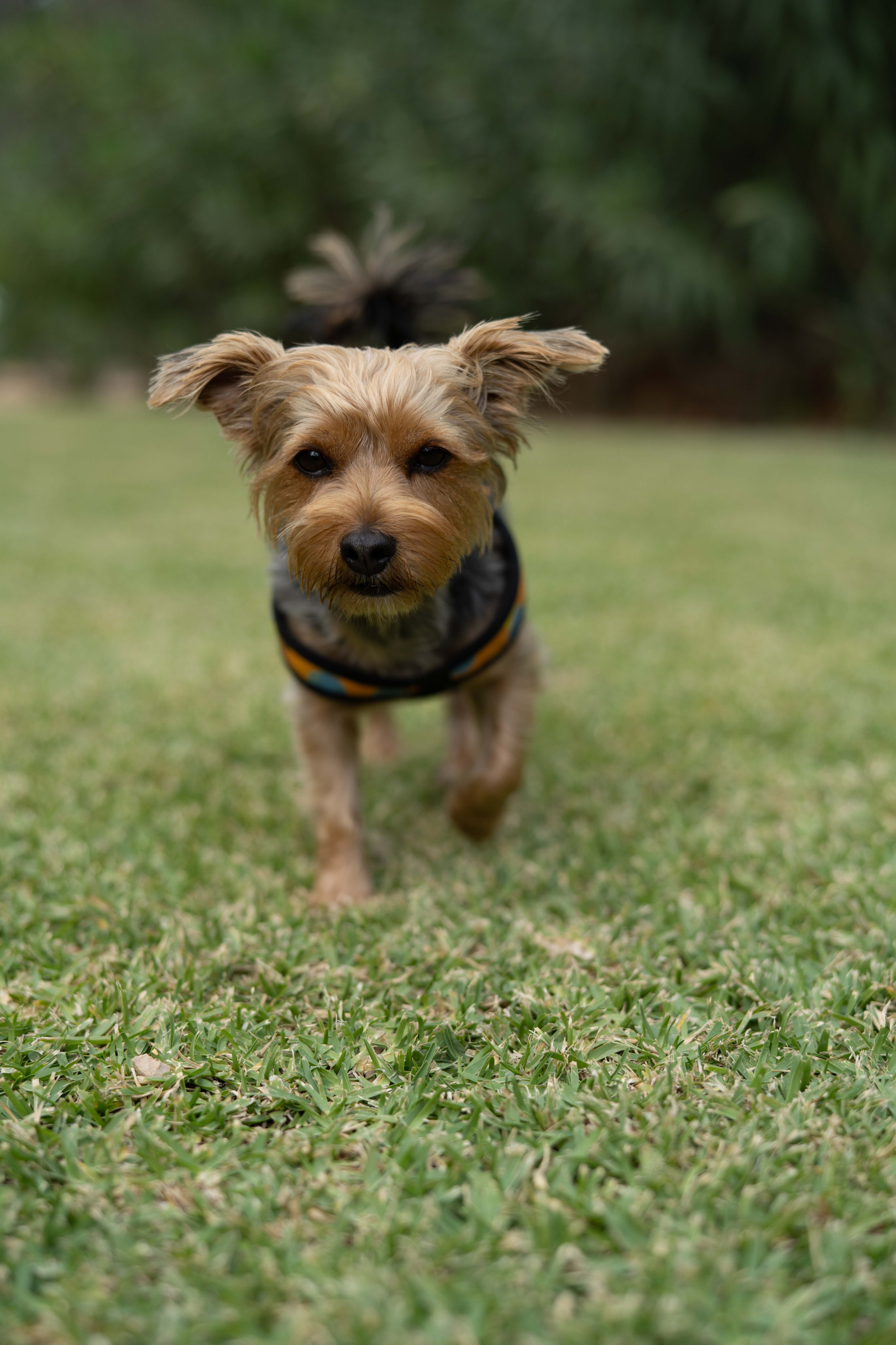 Wedding. Фотограф у Пальма де Майорка