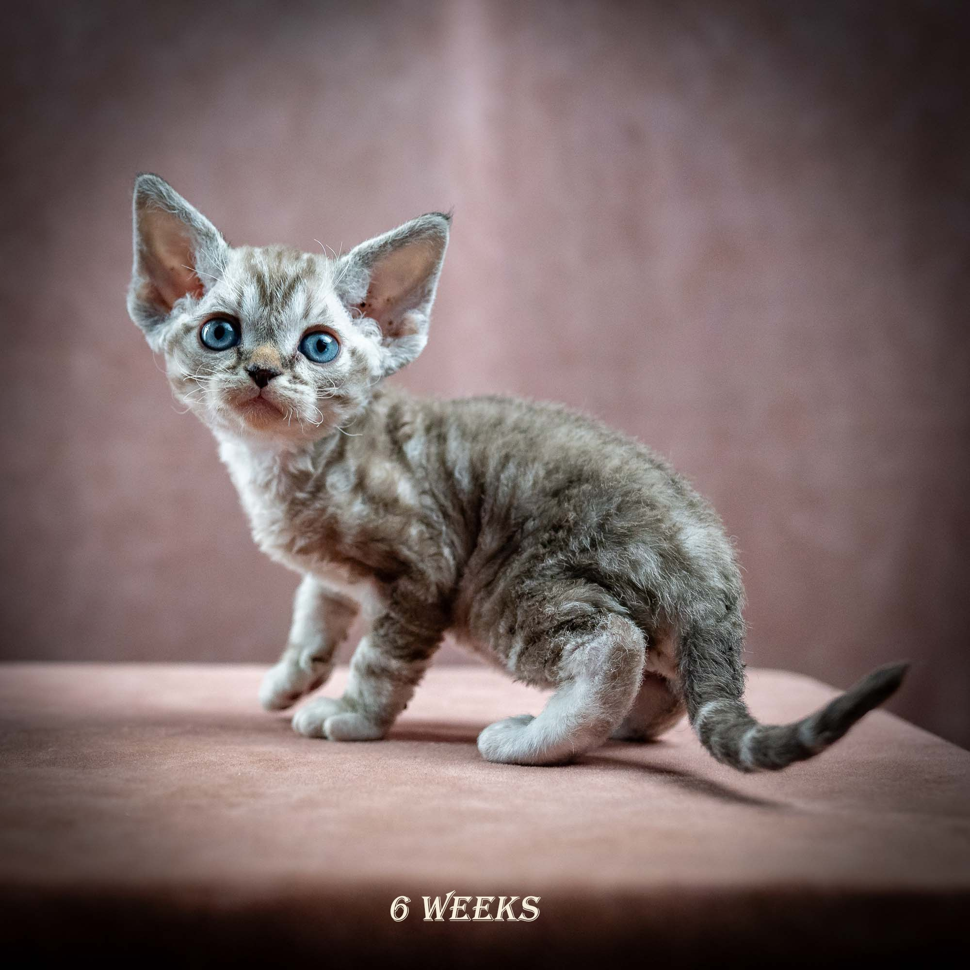Irwin, boy, born 06.01.2025. Devon Rex Pixie Cattery
