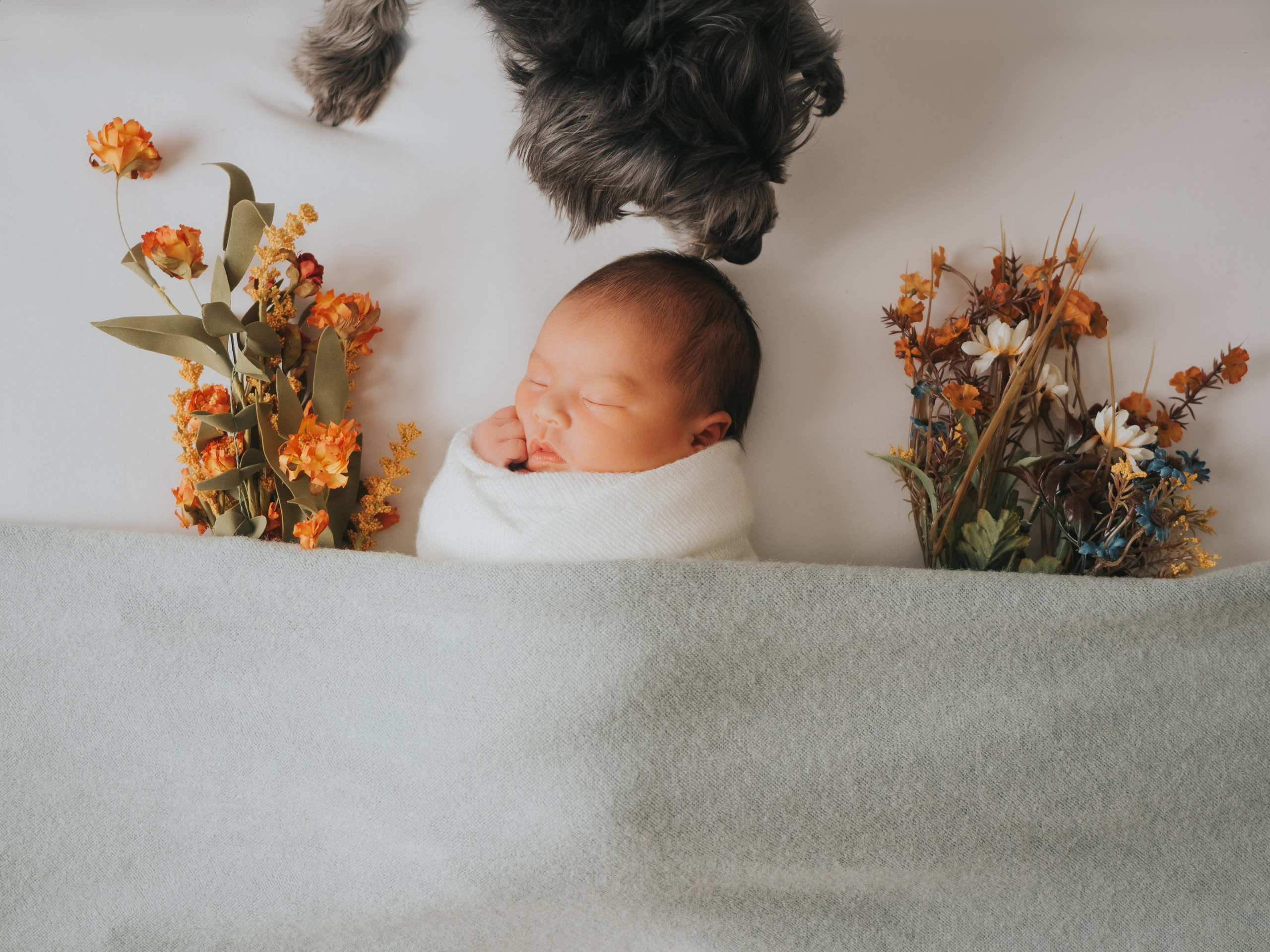 Newborn under blanket with flowers and dog.