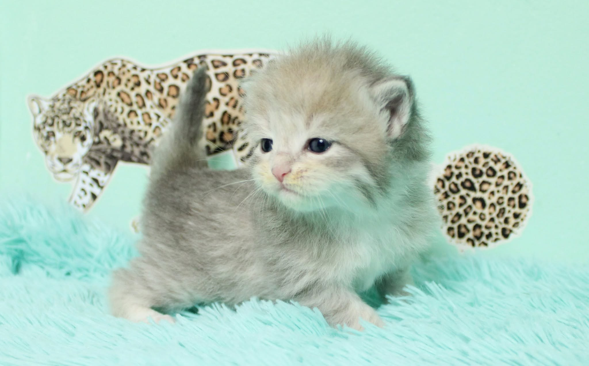 Katzen | Females. Photographer Татьяна