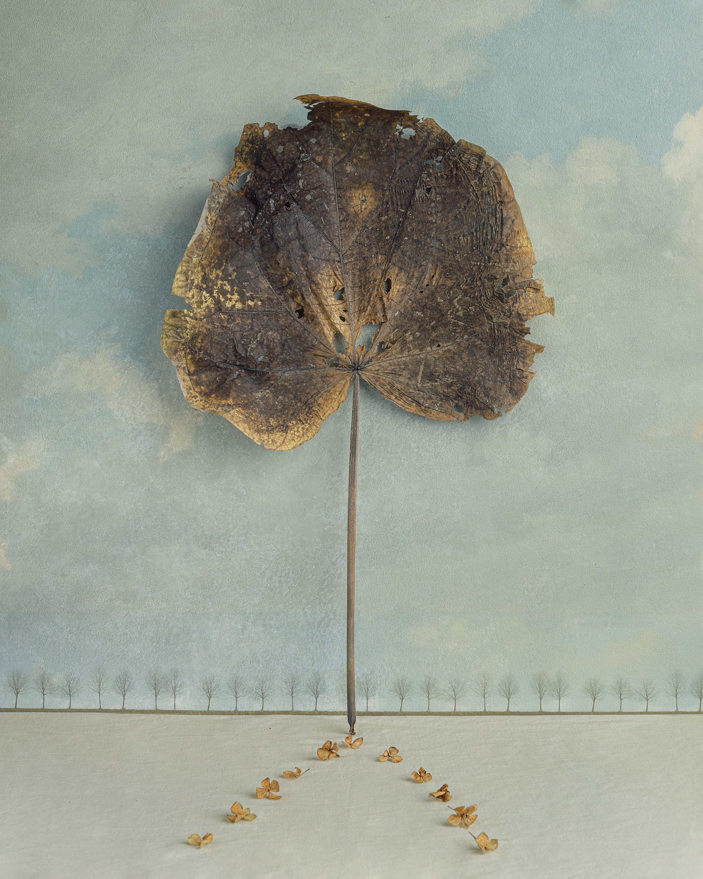 STILL-LIFE. Marina Eng. Art Photographer. New York