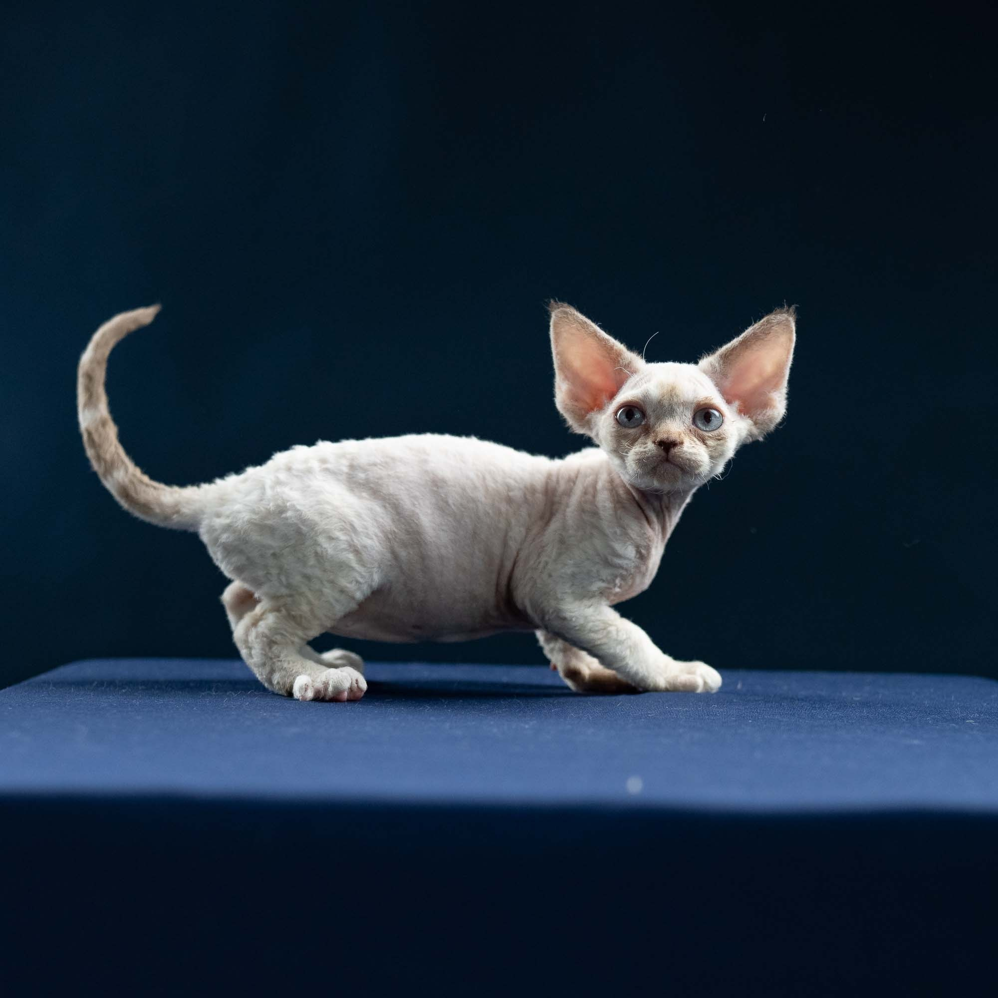 Ivy, girl, born 06.01.2025. Devon Rex Pixie Cattery