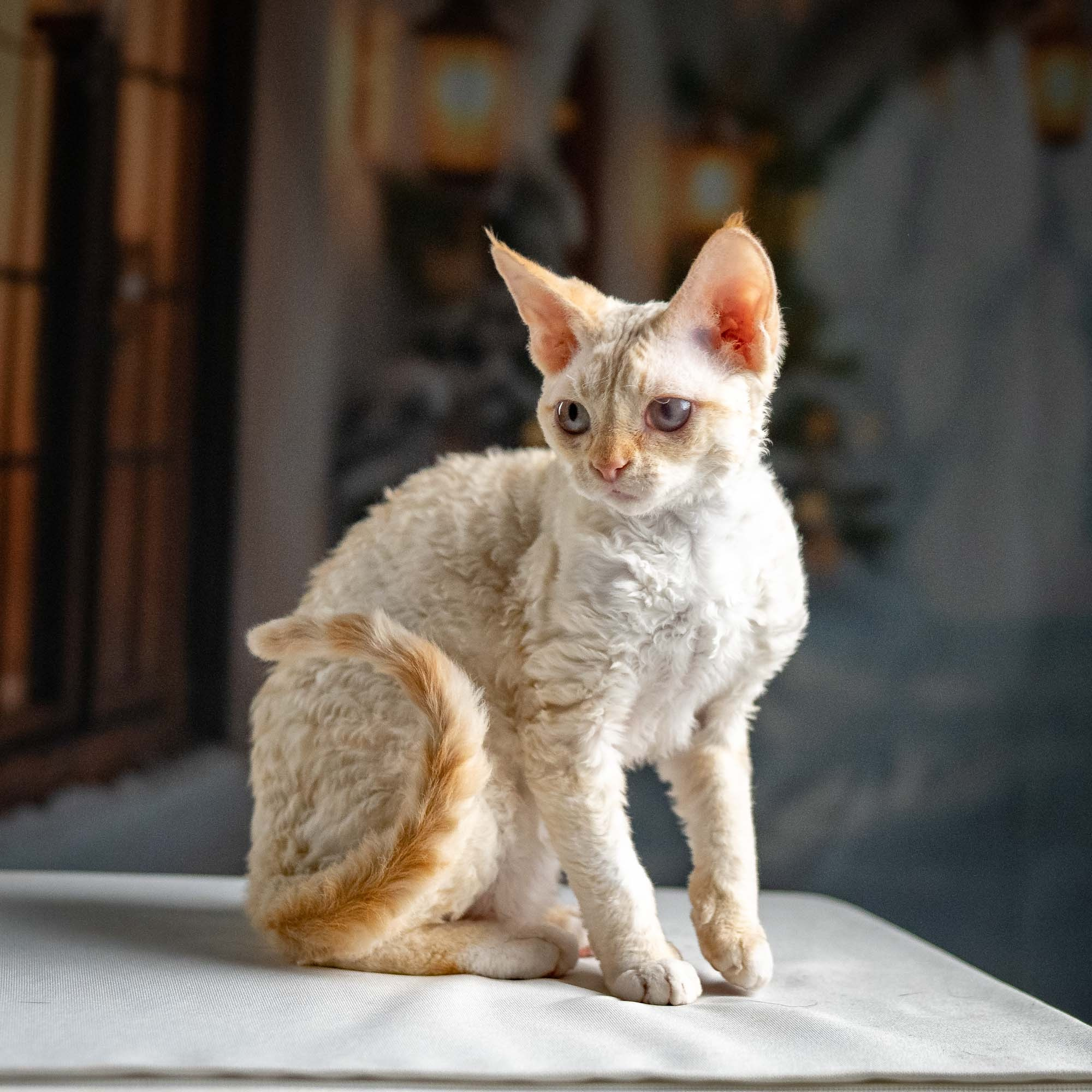 Jasmin, girl, born 06.25.2025. Devon Rex Pixie Cattery
