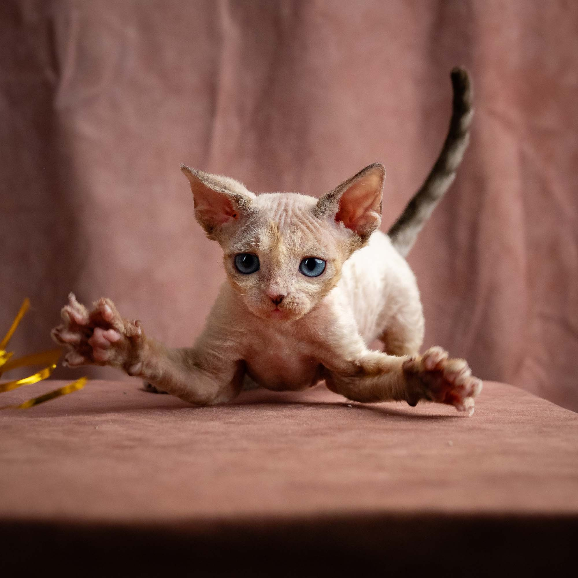Rocco, boy, born 05.08.26. Devon Rex Pixie Cattery