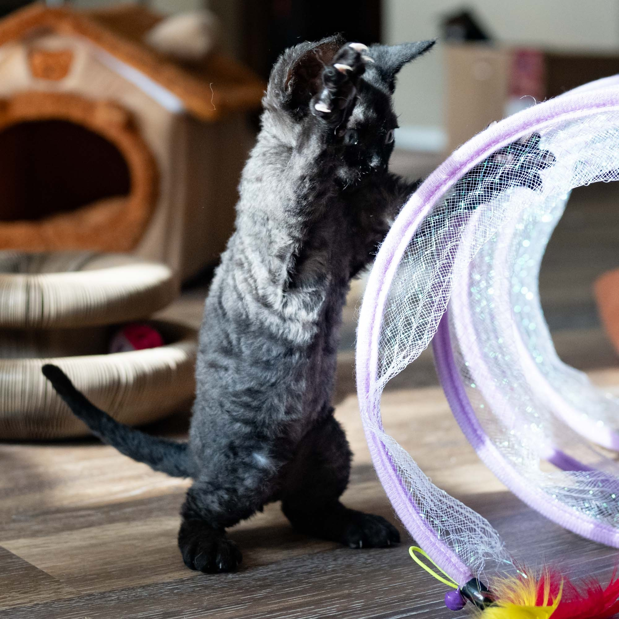 Smoke, boy,  born on  04.11.24, Sold. Devon Rex Pixie Cattery