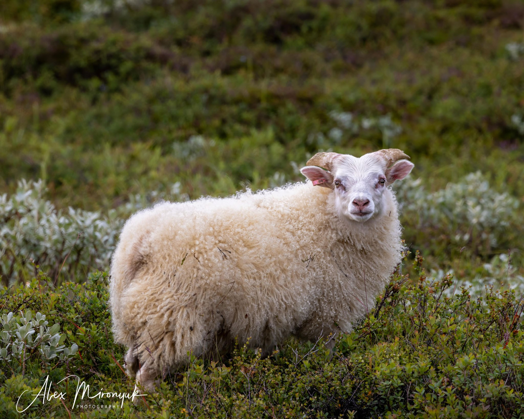 Unforgettable Iceland. Pet, Senior, Landscape, portrait studio, photographer in Miami and Sou