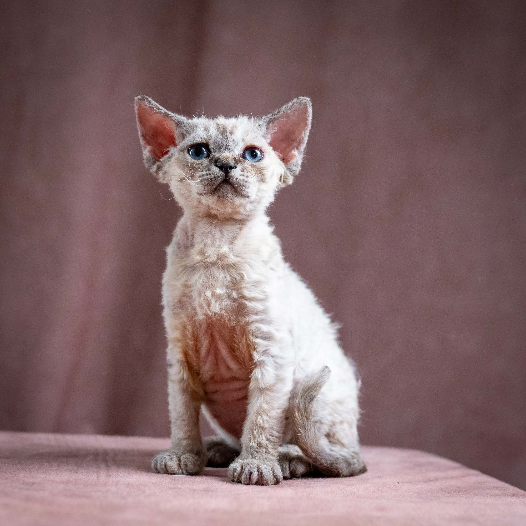 Quella, girl, born 02.14.26. Devon Rex Pixie Cattery
