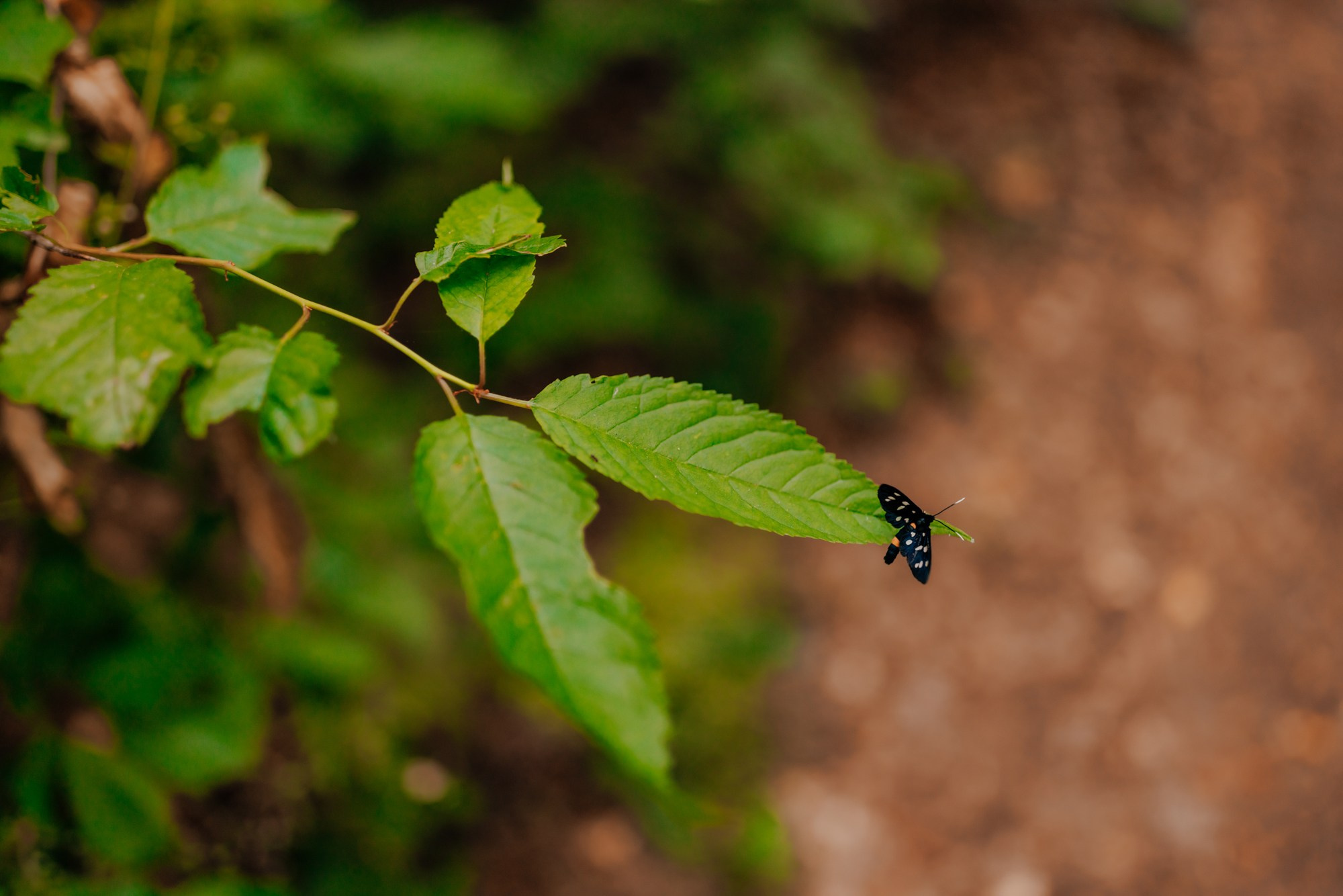 Andrei si Adelina. Wedding photographer and videographer
