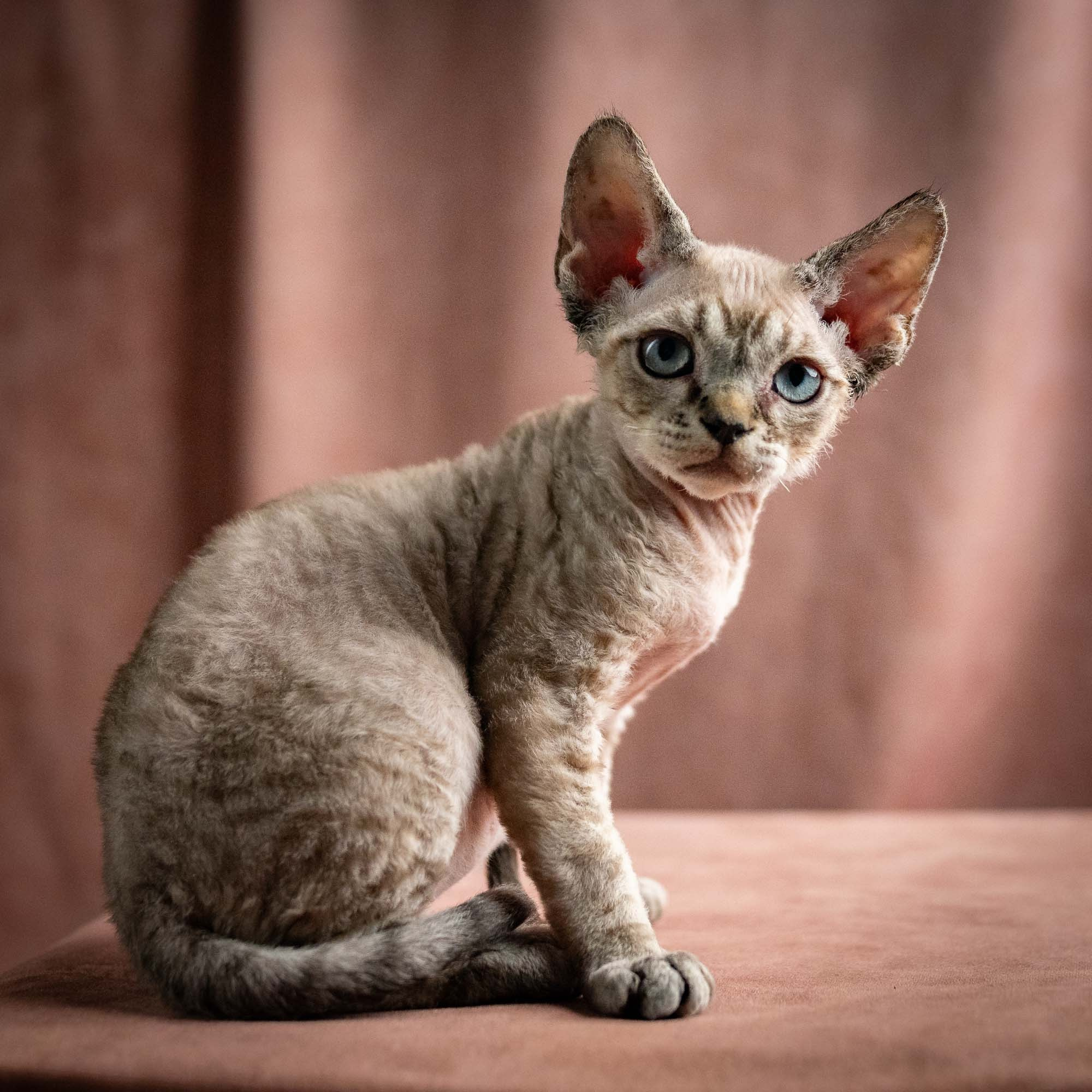 Quincy, boy, born 02.14.26. Devon Rex Pixie Cattery