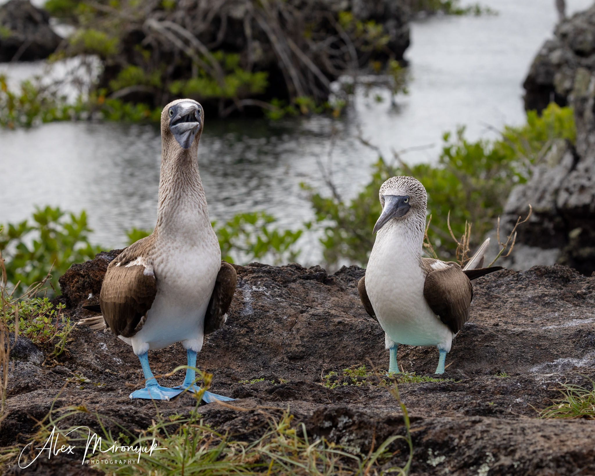 Galapagos Islands Adventure. Alex Mironyuk Photography