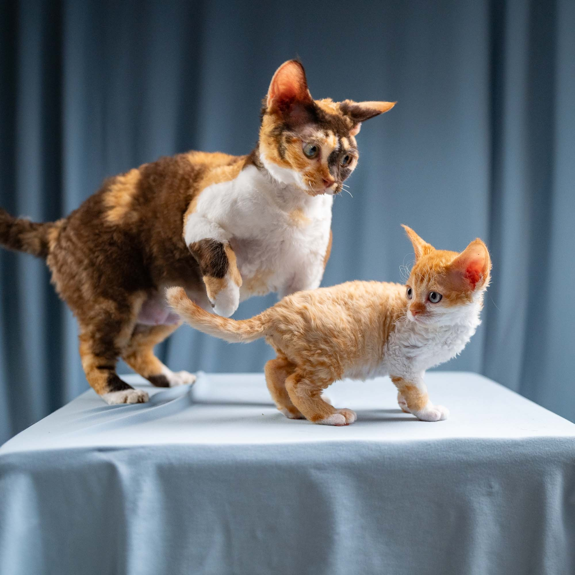 Dottie, girl, born on 06.06.24. Devon Rex Pixie Cattery