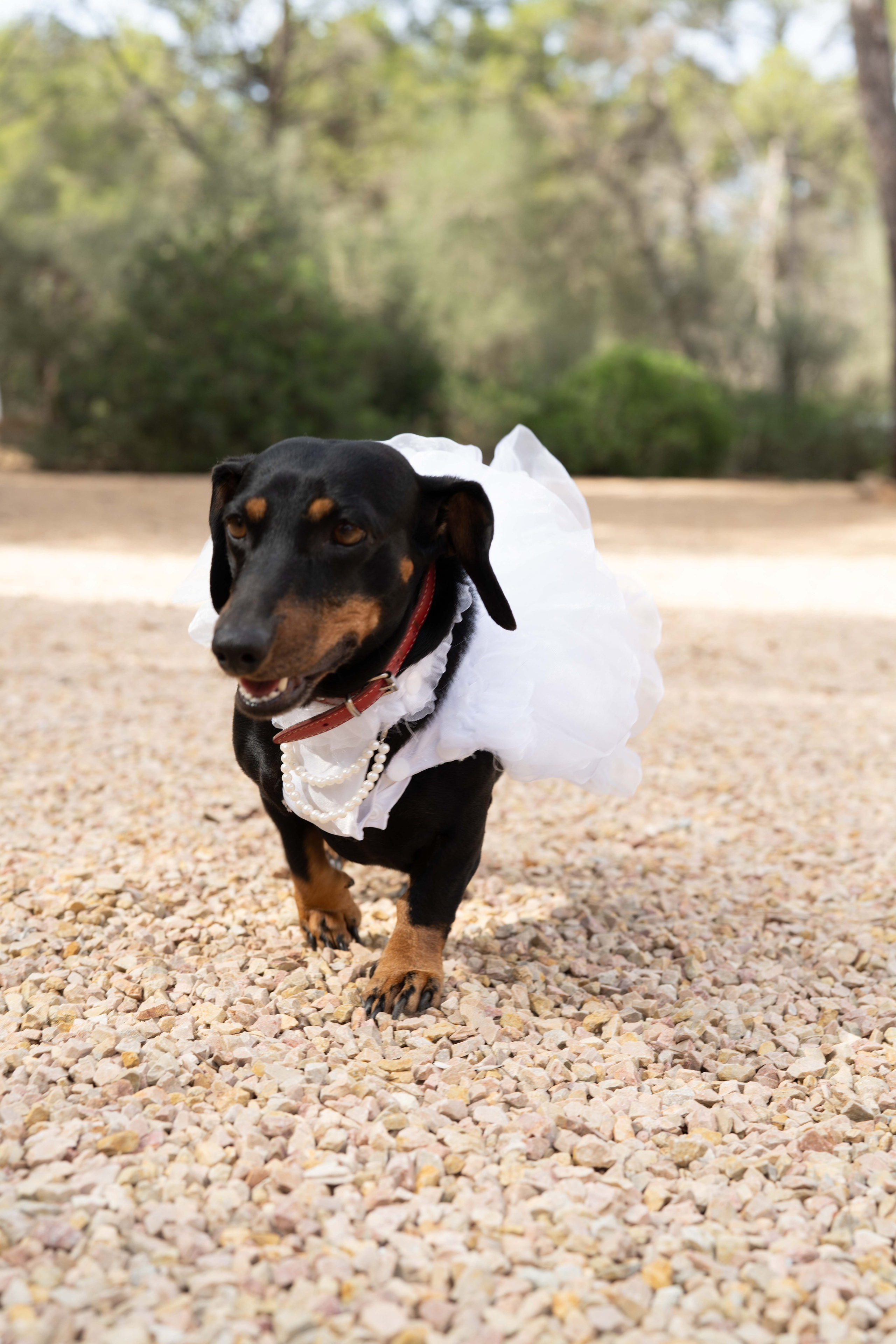 Wedding. Фотограф у Пальма де Майорка