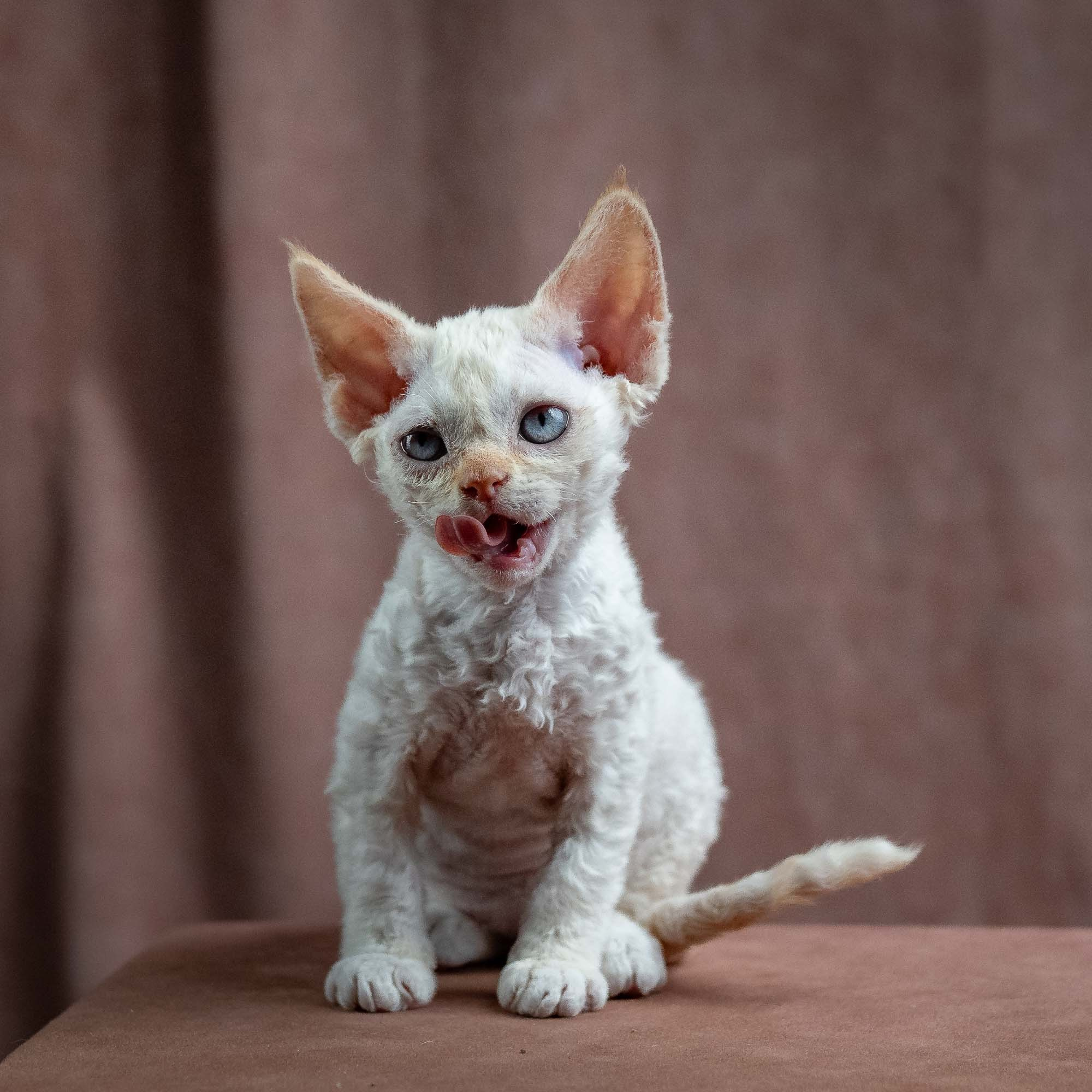 Jasmin, girl, born 06.25.2025. Devon Rex Pixie Cattery