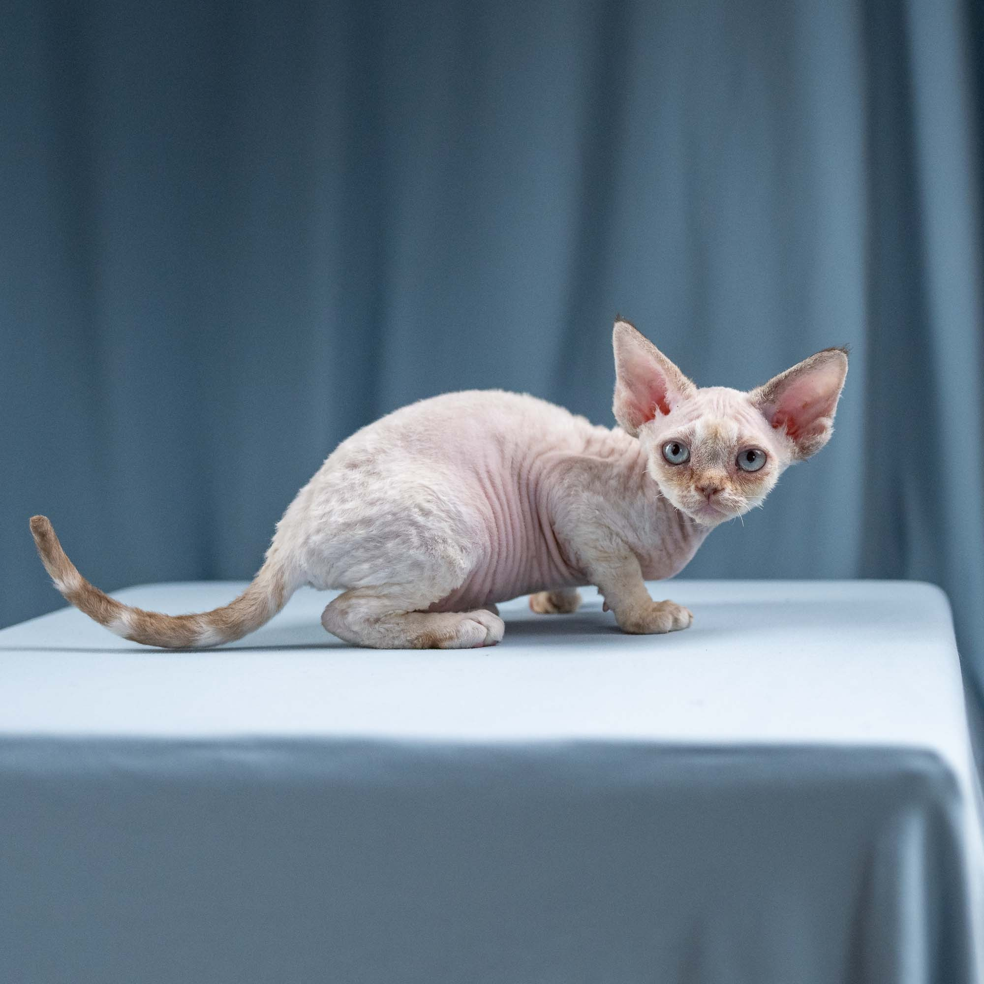 Ivy, girl, born 06.01.2025. Devon Rex Pixie Cattery
