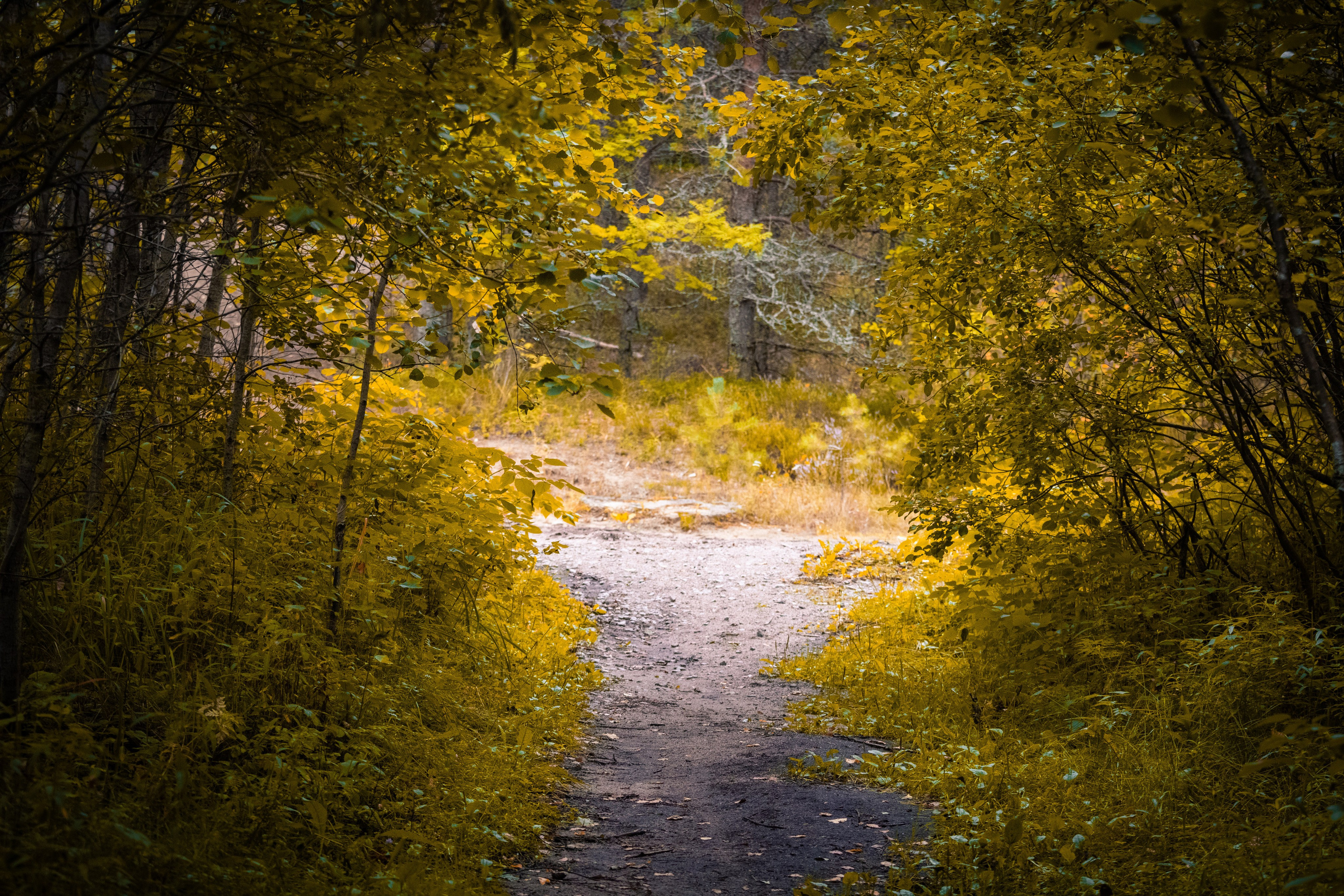 Nebula 25 — Fotod teie hingele