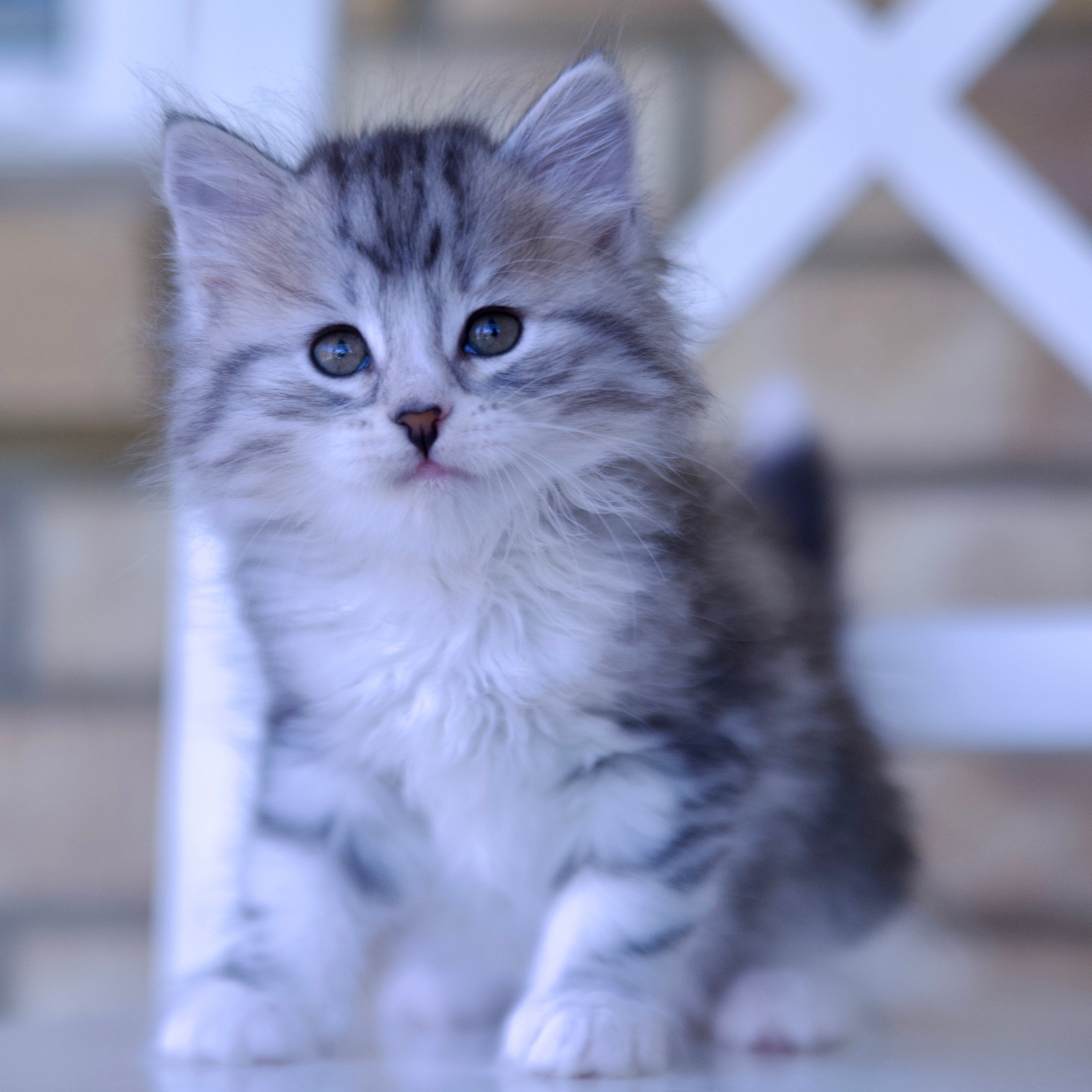 Taisiya & Kasyan’s Siberian Kittens Born June 2025 — Astera Siberians Dallas TX. Astera Siberians |Hypoallergenic Kittens