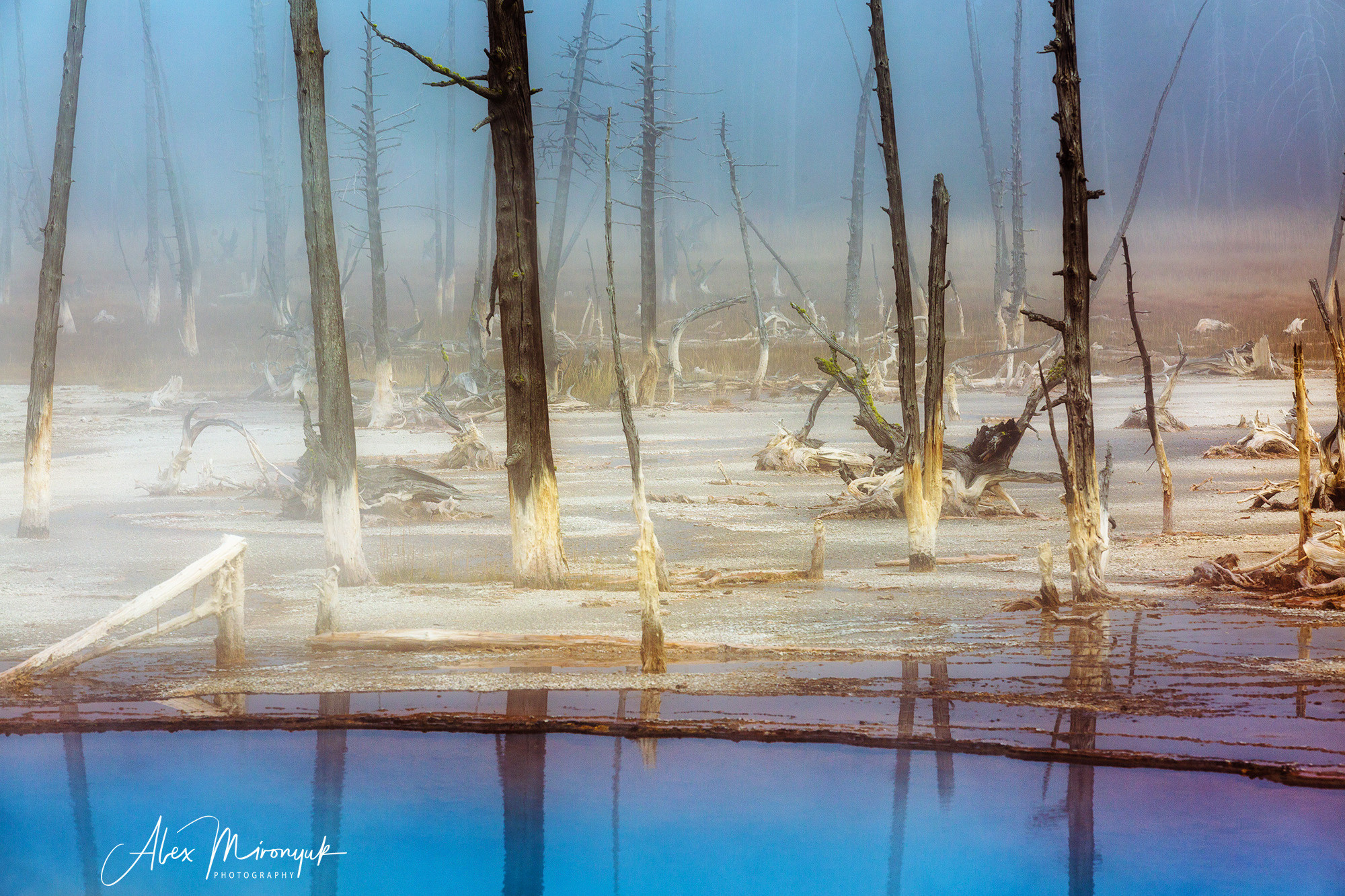 Yellowstone & Grand Teton. Pet, Senior, Landscape, portrait studio, photographer in Miami and Sou