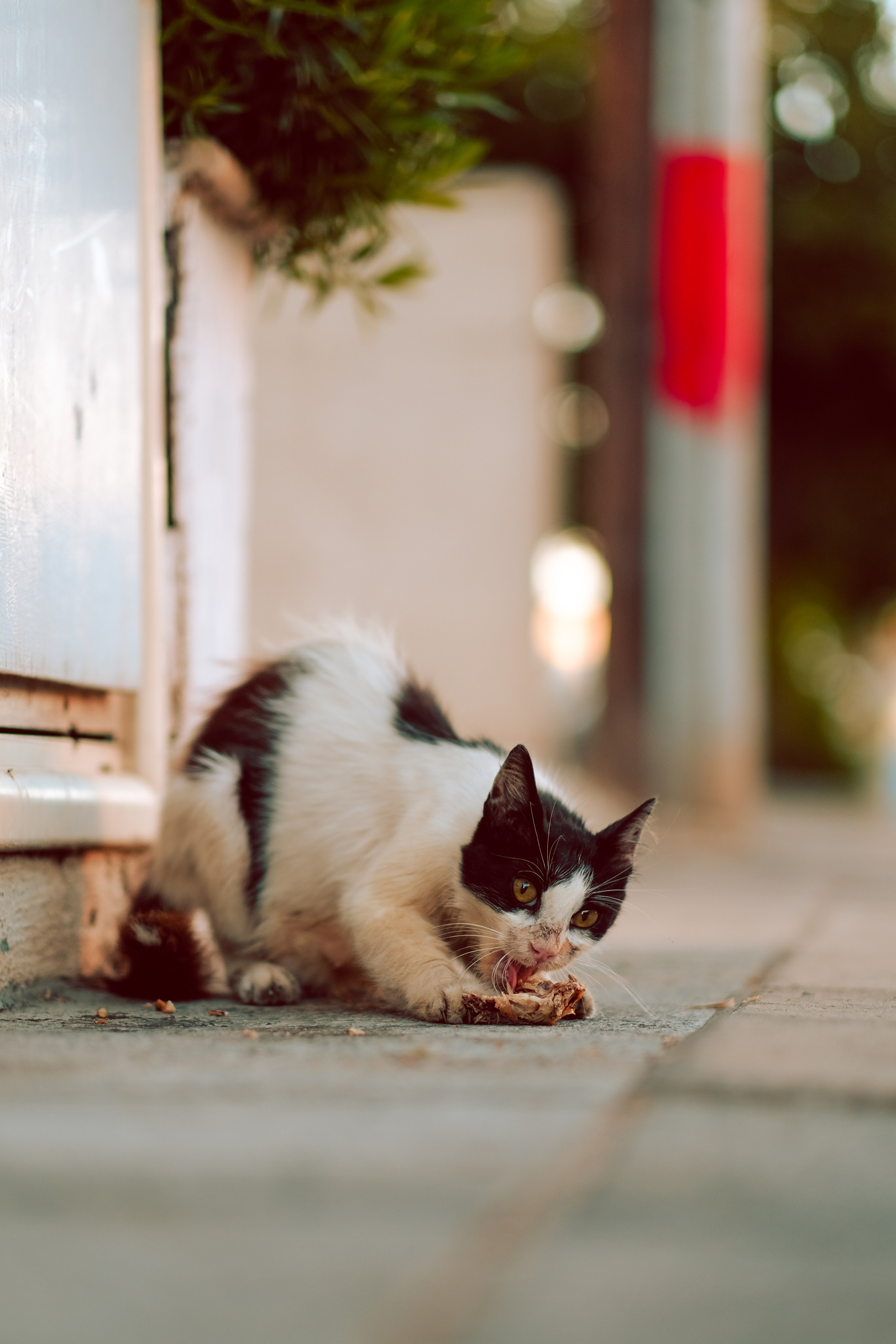 Feral Cat in Limassol
