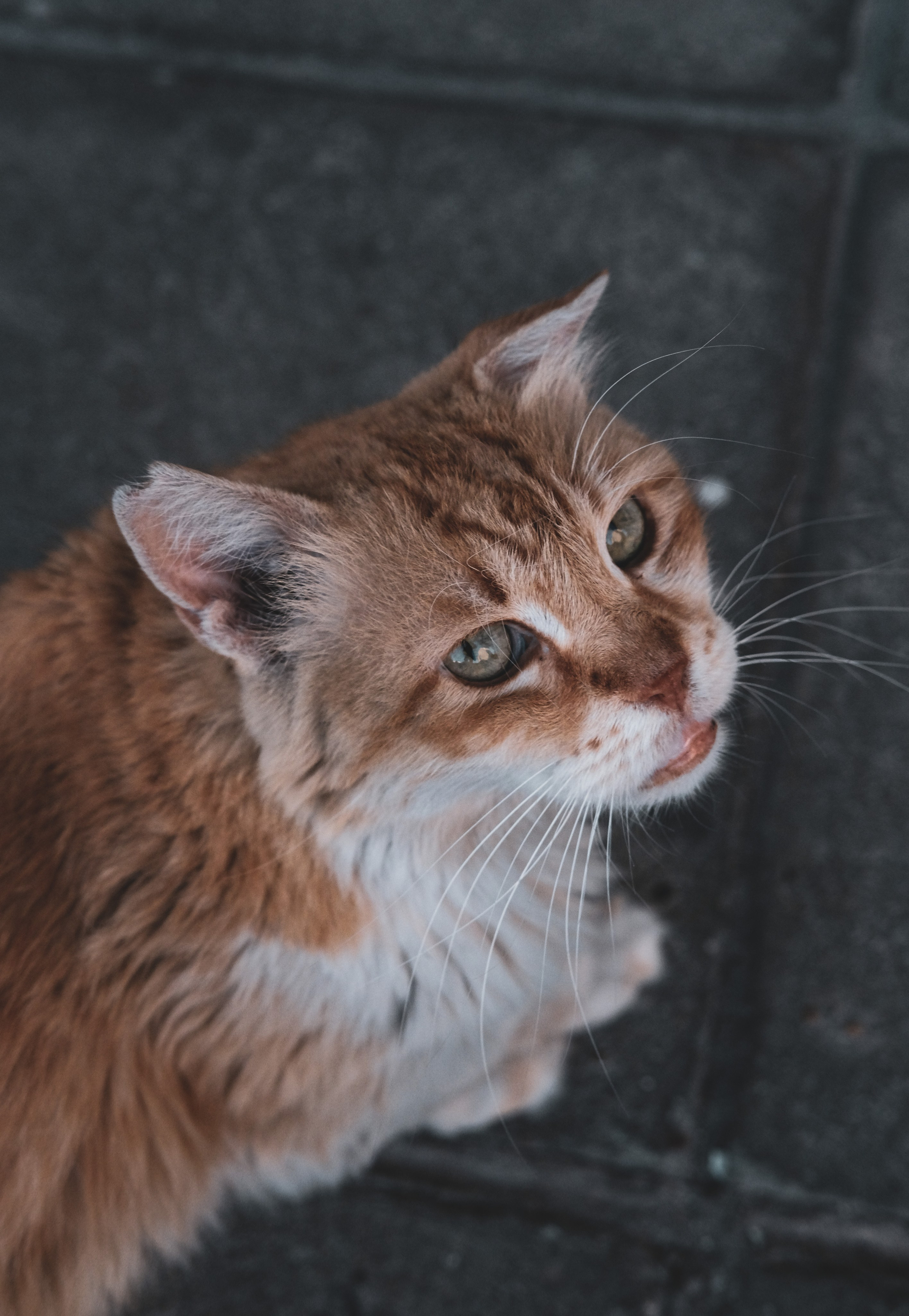 Limassol Stray cat / Feral Cat