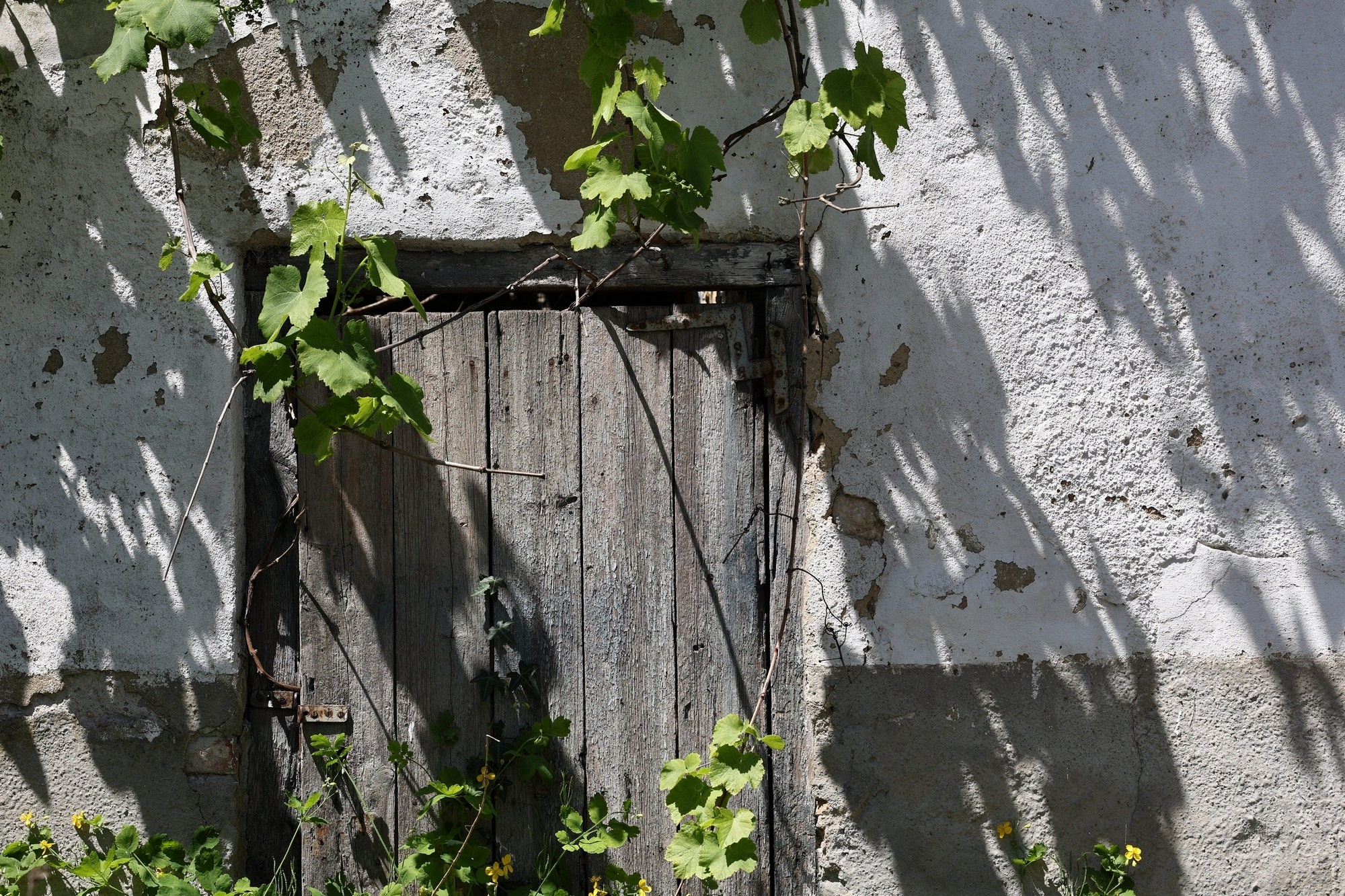 Siguen caminando dentro de mi corazón