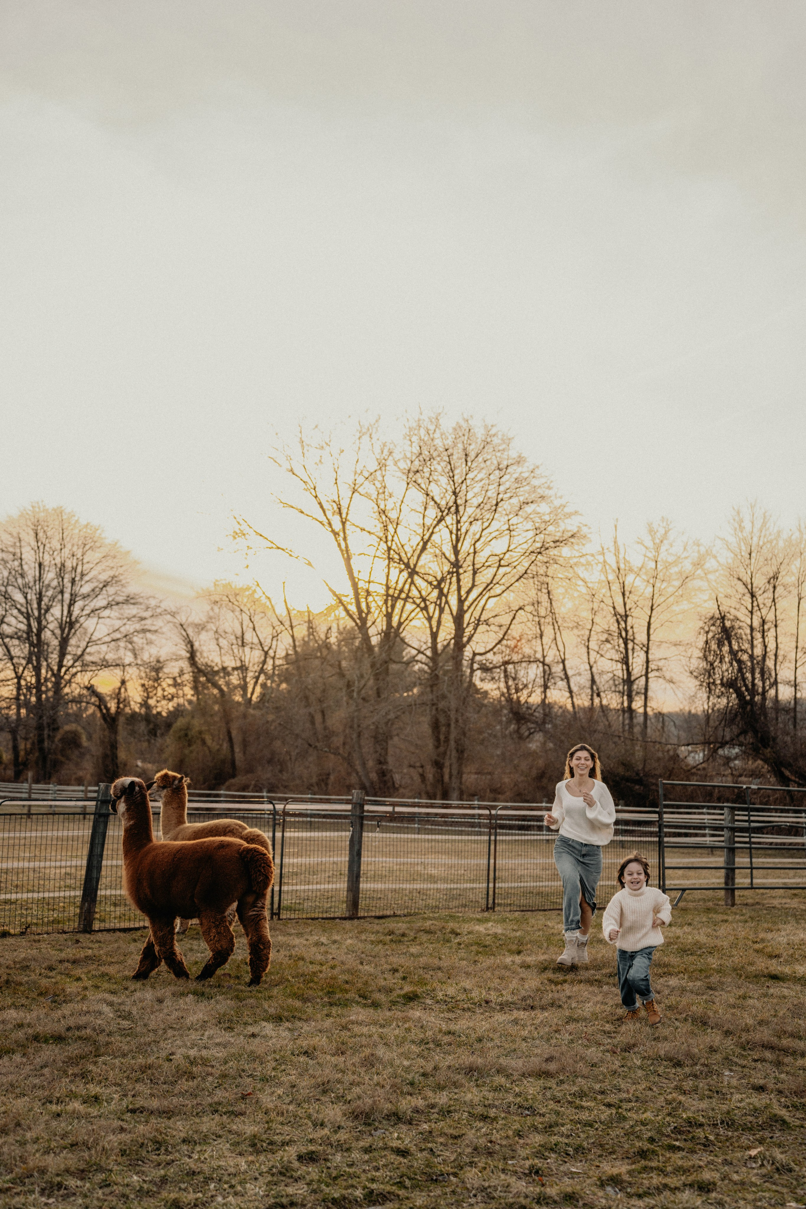 Unique Family Photography at an Alpaca Farm – Fun & Playful. Alisa Tant — Family and newborn photographer Bucks County, Montgomery county, Philadelphia, NJ