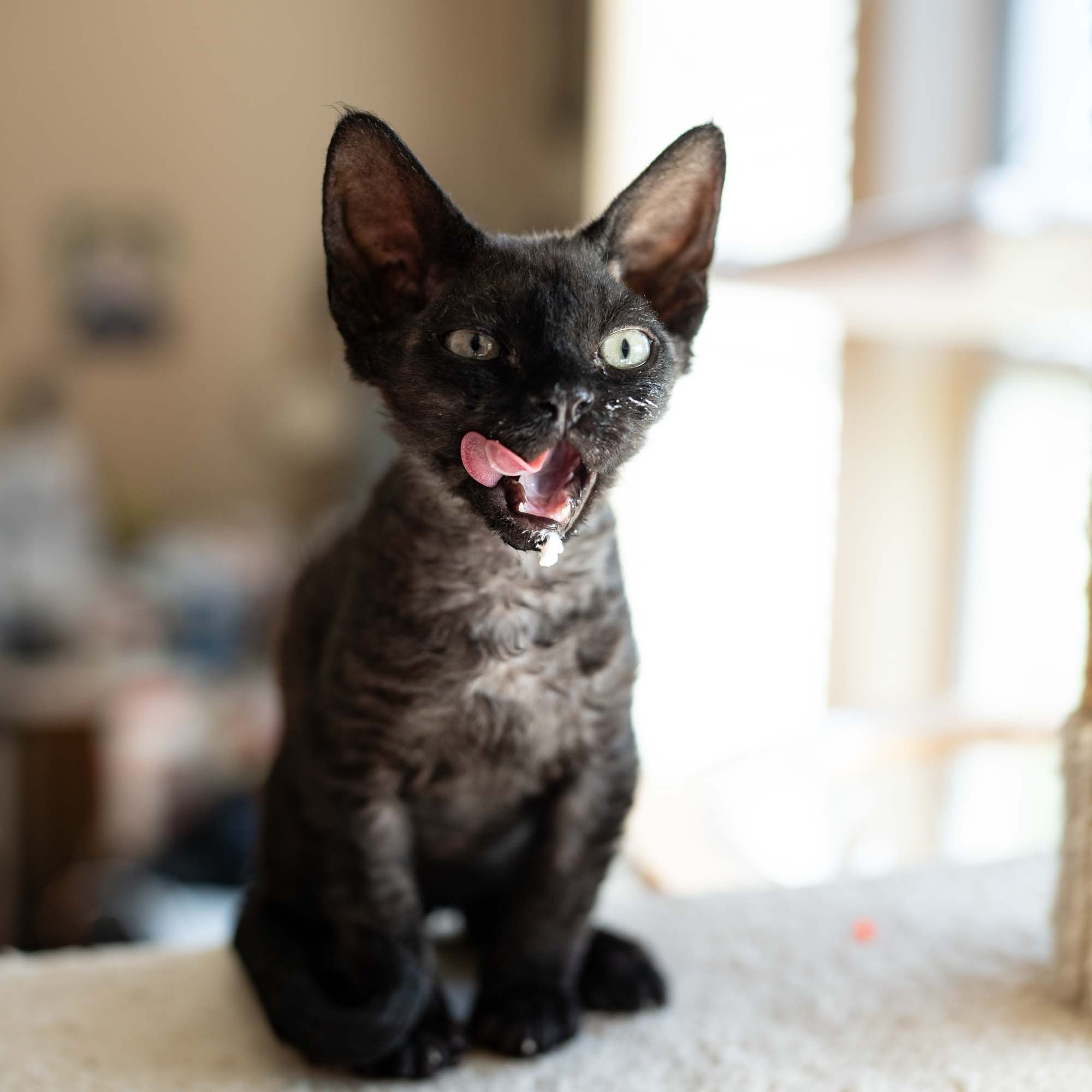 Smoke, boy,  born on  04.11.24, Sold. Devon Rex Pixie Cattery