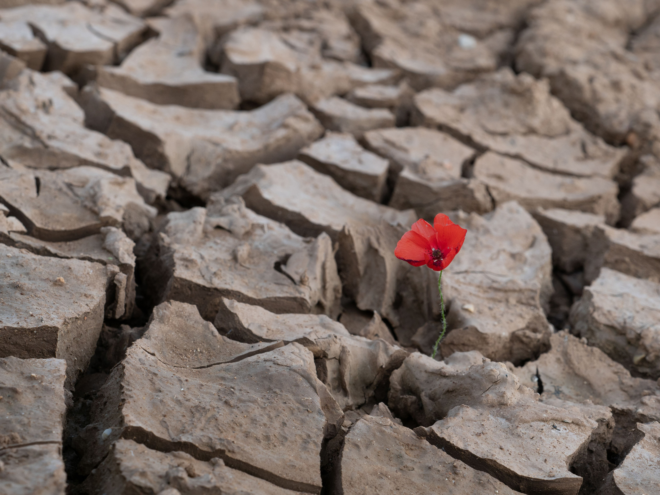 Estos son los servicios que ofrezco como fotógrafa. Distintos paquetes de horas y precios. Fotógrafa de Periodismo y Documentación, Teatro, Cine, Shooting para Modelos, Bodas, Bautizos, Comuniones, Familia y Eventos