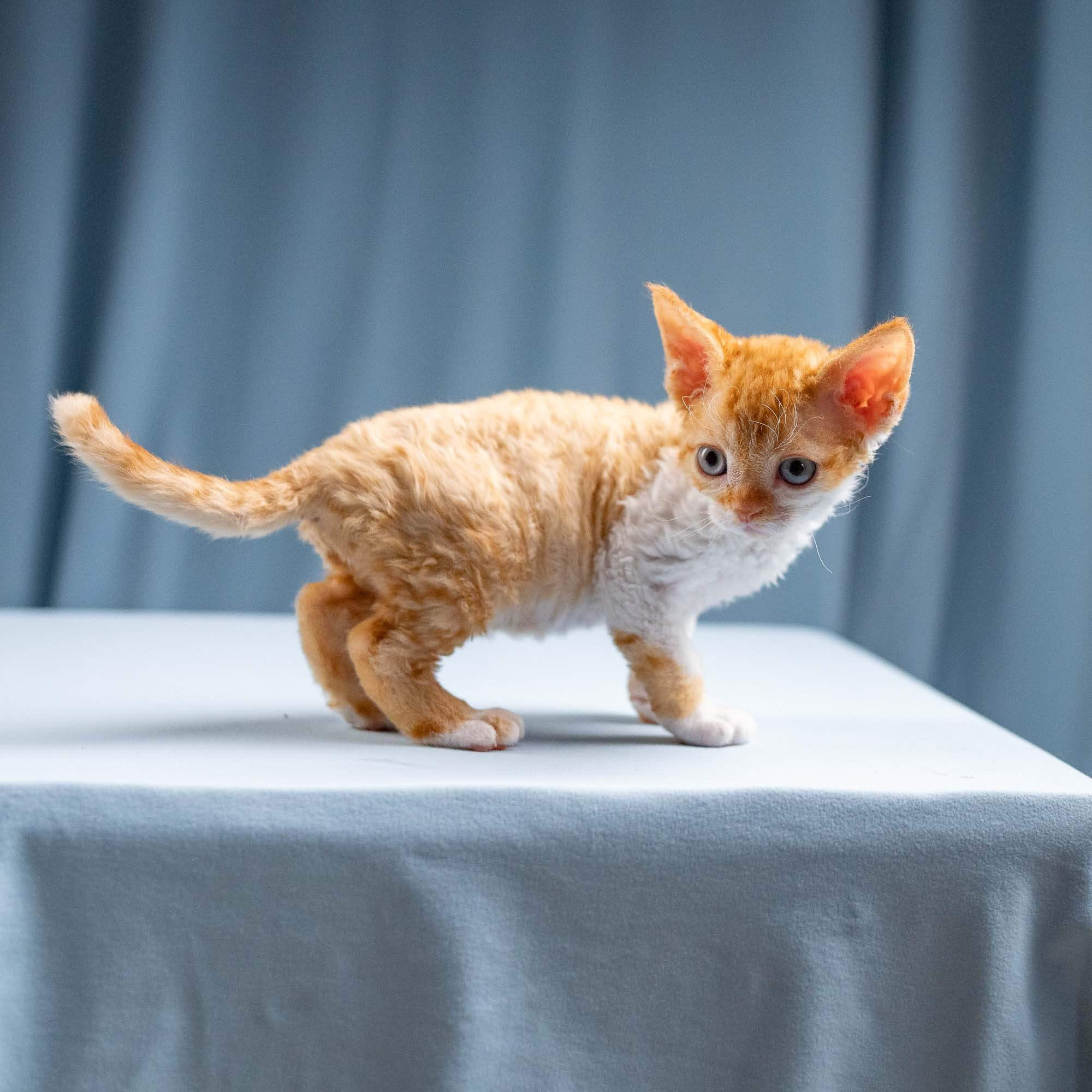 Jessie, girl, born 06.25.2025. Devon Rex Pixie Cattery