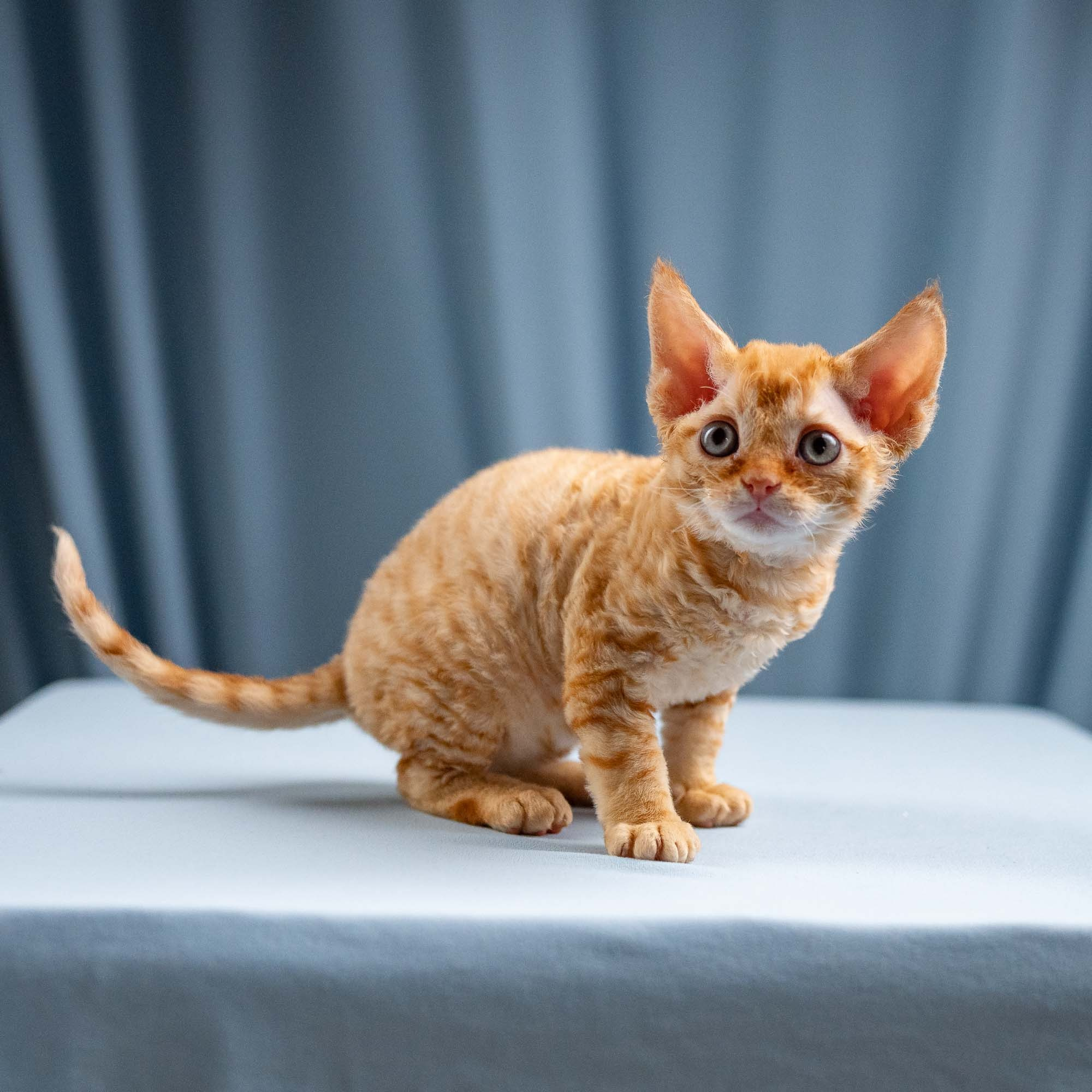 Jackie, boy, born 06.25.2025. Devon Rex Pixie Cattery