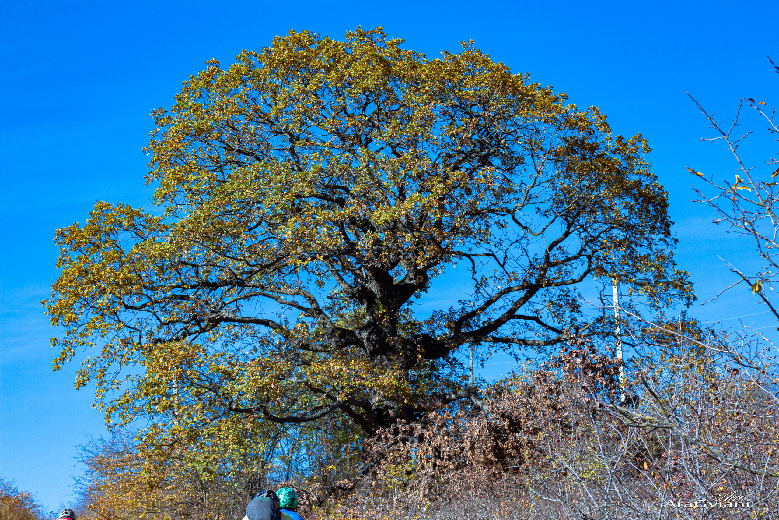 ჰიპოველოს შემოდგომის ველოტური წვერში. FramefreeMan