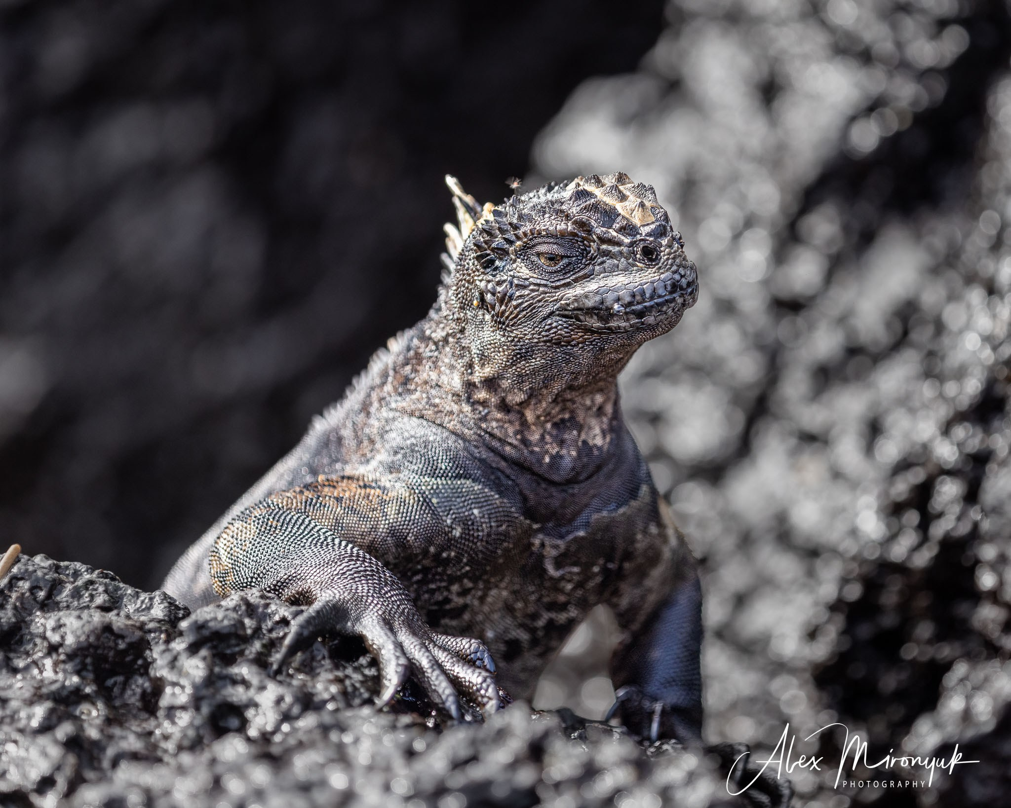 Galapagos Islands Adventure. Alex Mironyuk Photography