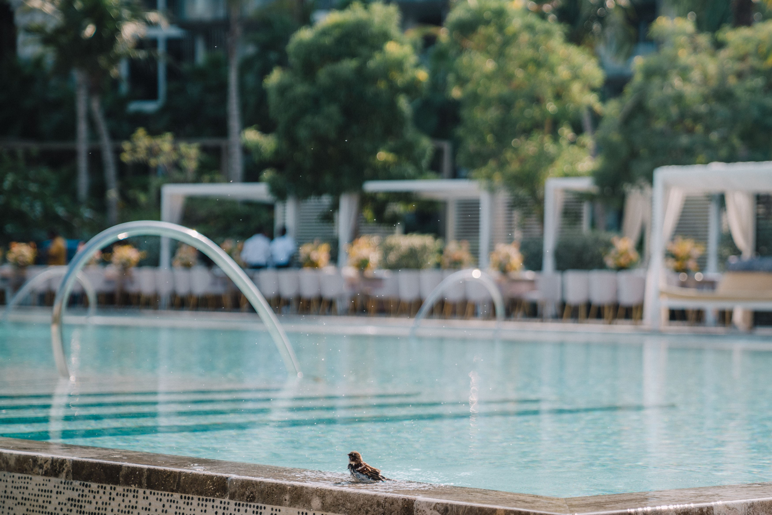 the bird is having fin at the edge of the swimming pool