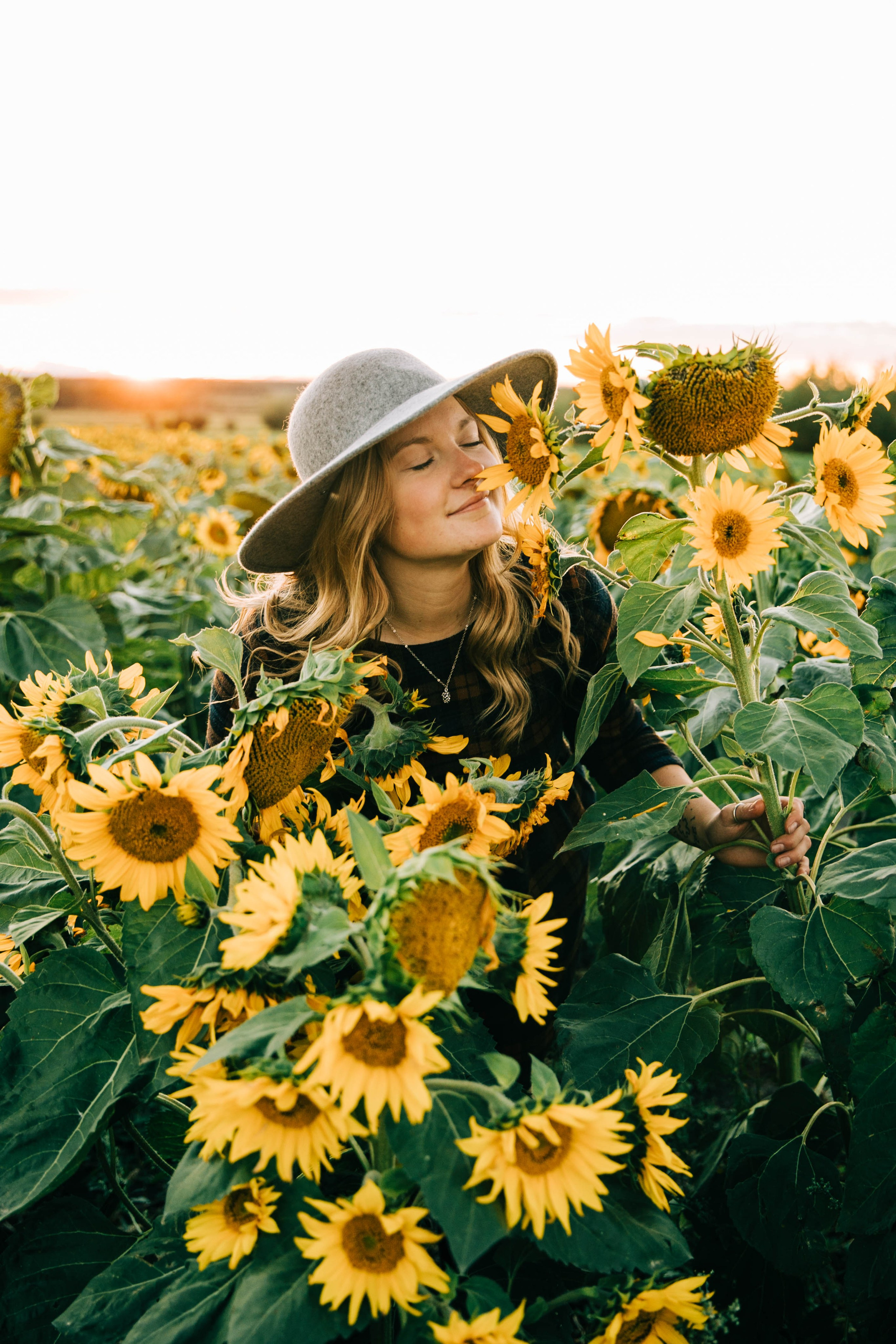 Girasoles. Fotografía accesible en Calgary
