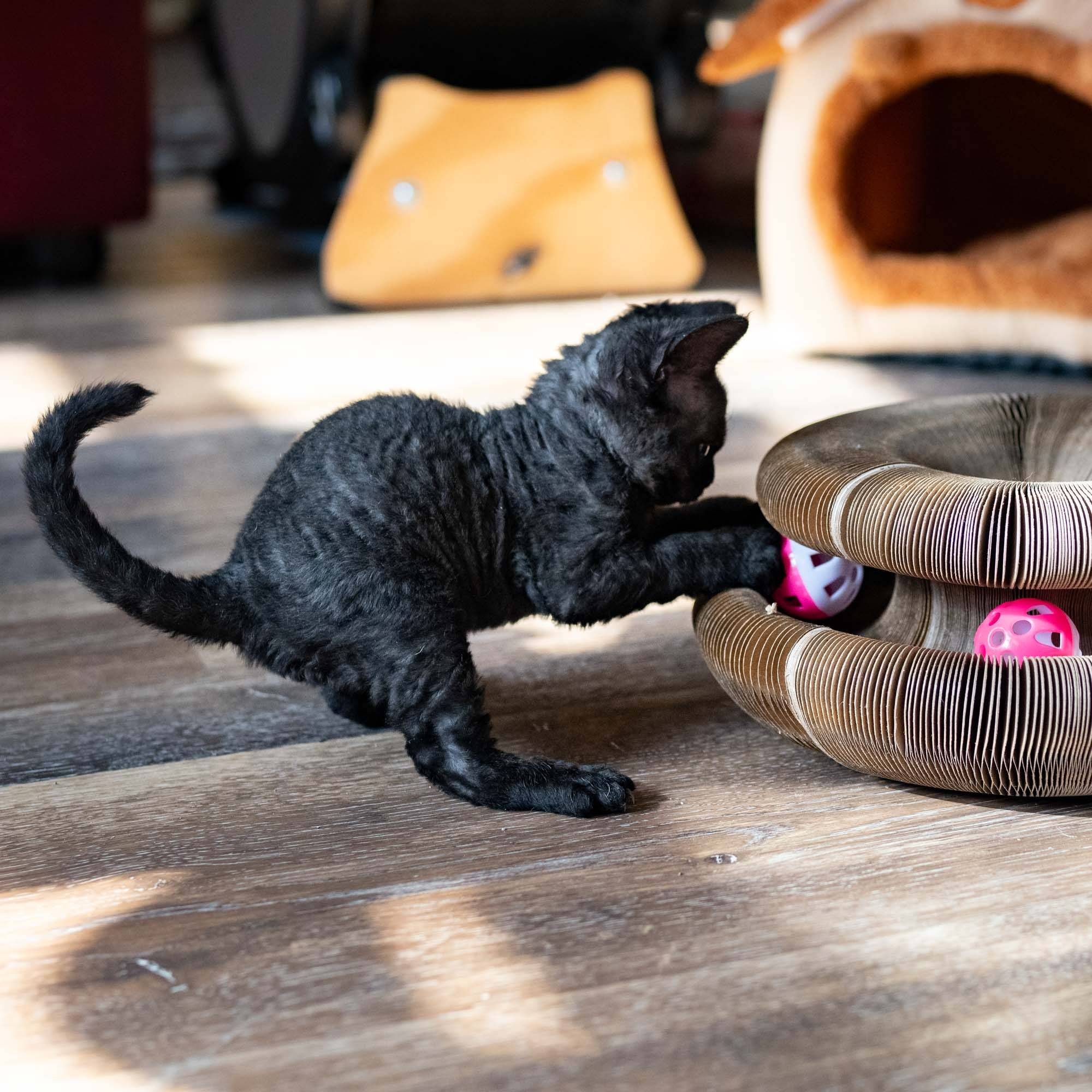 Smoke, boy,  born on  04.11.24, Sold. Devon Rex Pixie Cattery