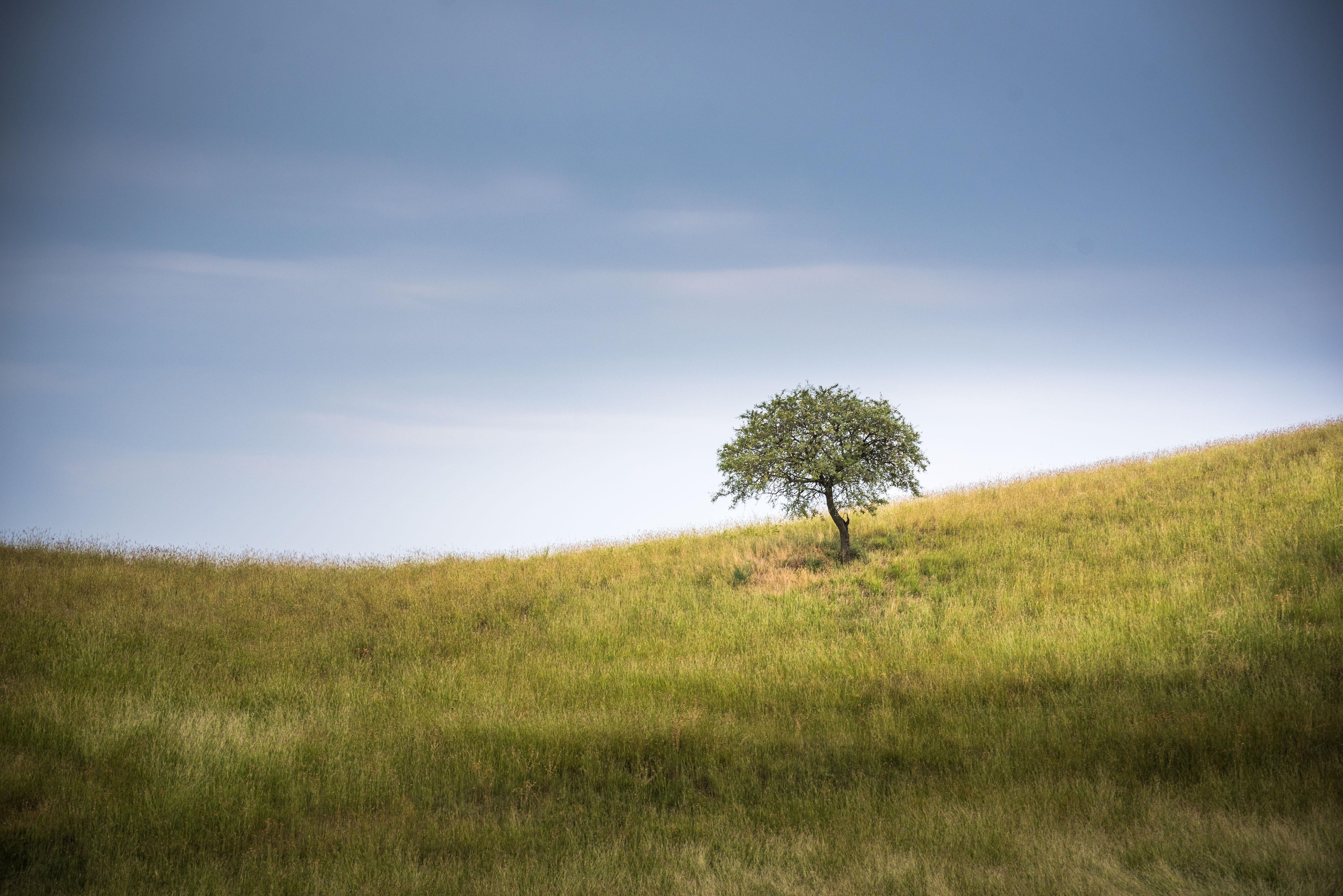 Gareji. Photographer in Tbilisi