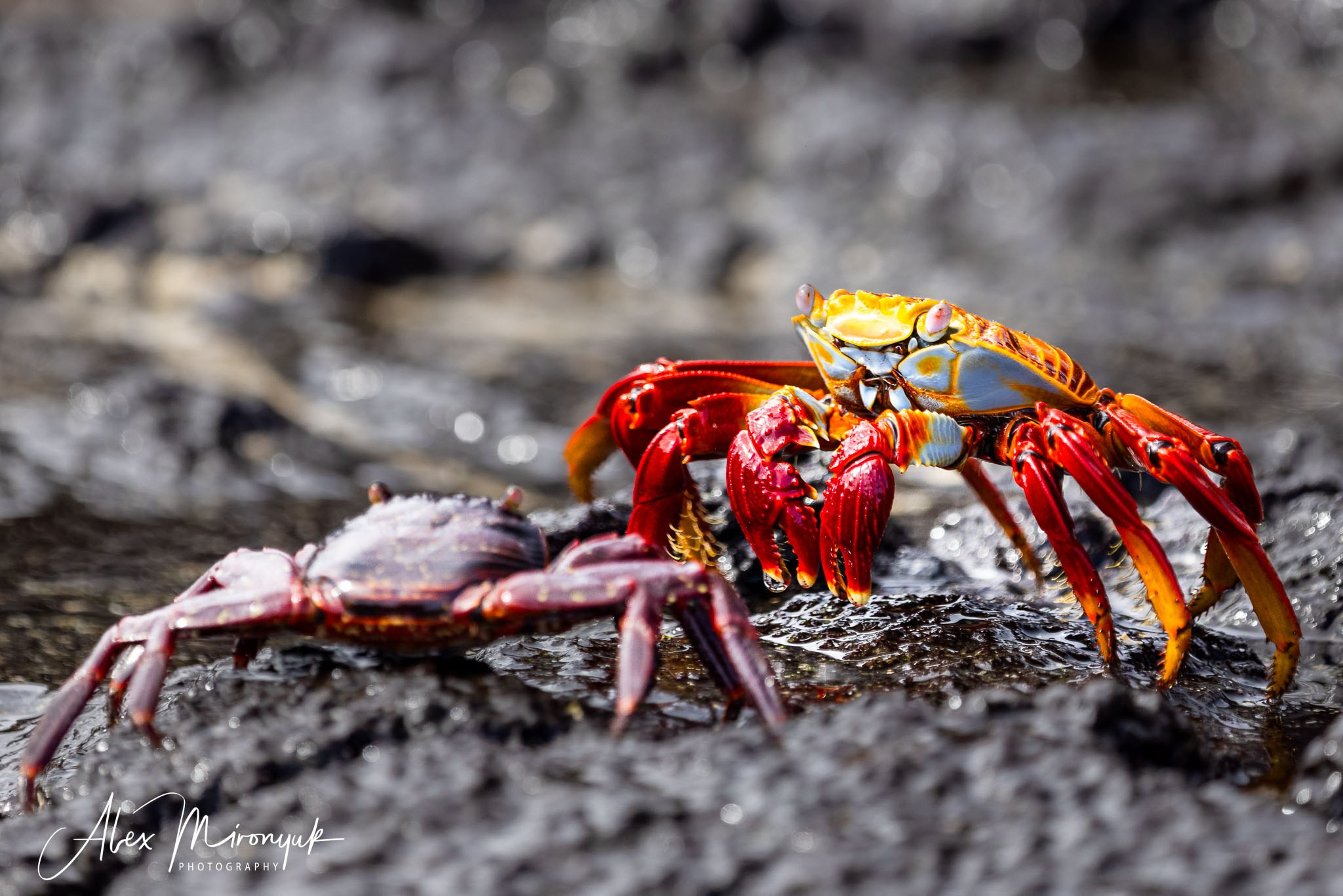 Galapagos Islands Adventure. Alex Mironyuk Photography