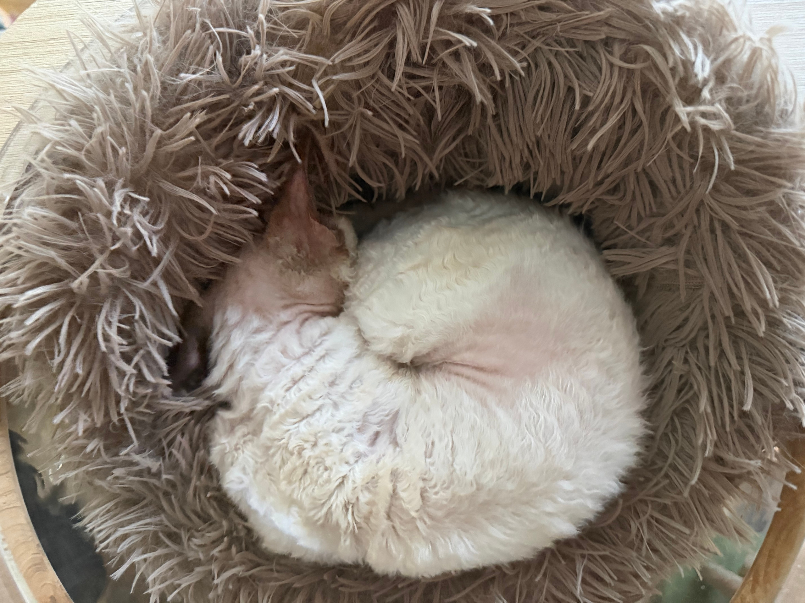 Mila, girl, born 01.15.26. Devon Rex Pixie Cattery