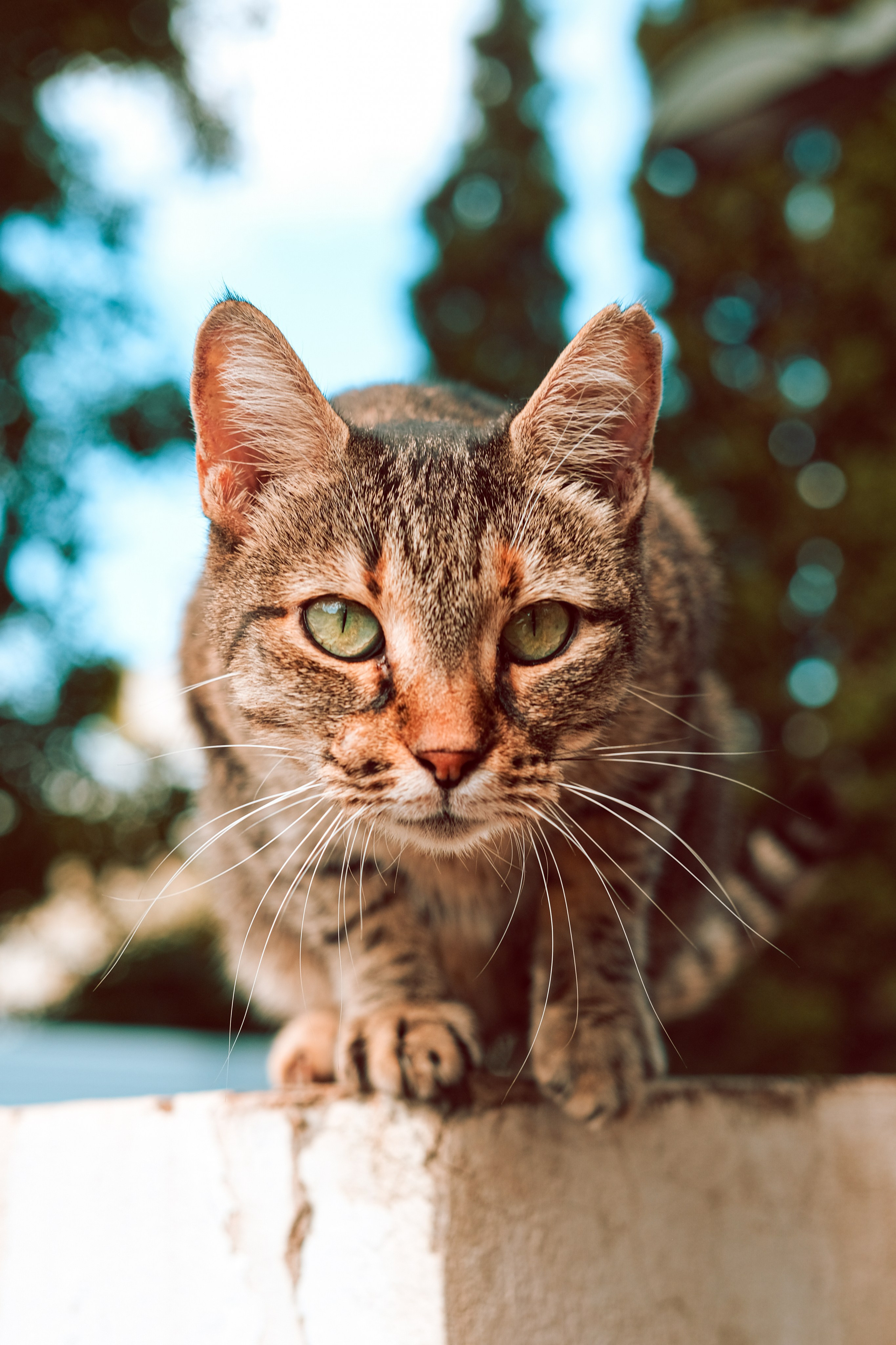 Cyprus Stray Cats |  Stray Cats Photography by Yukophotography