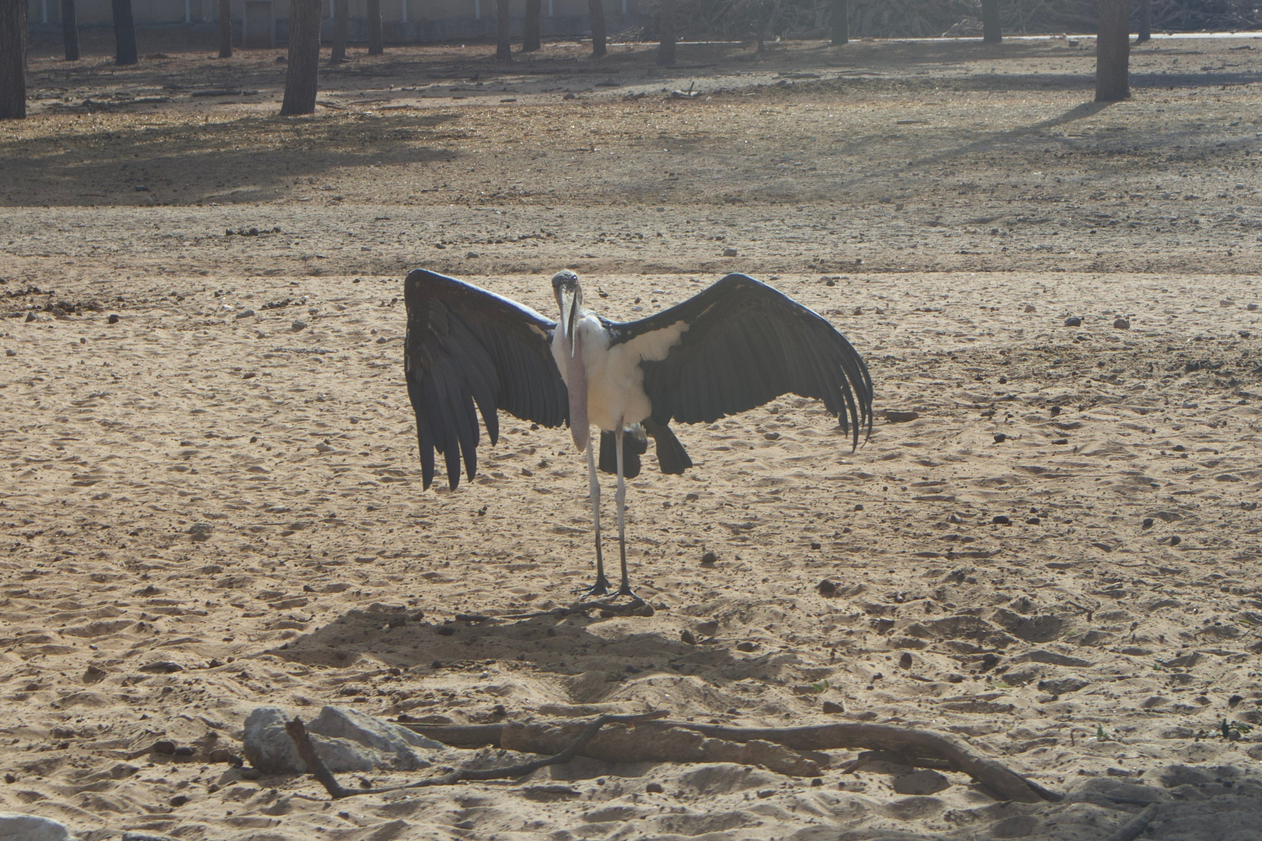 At a zoo - safari in Ramat Gan