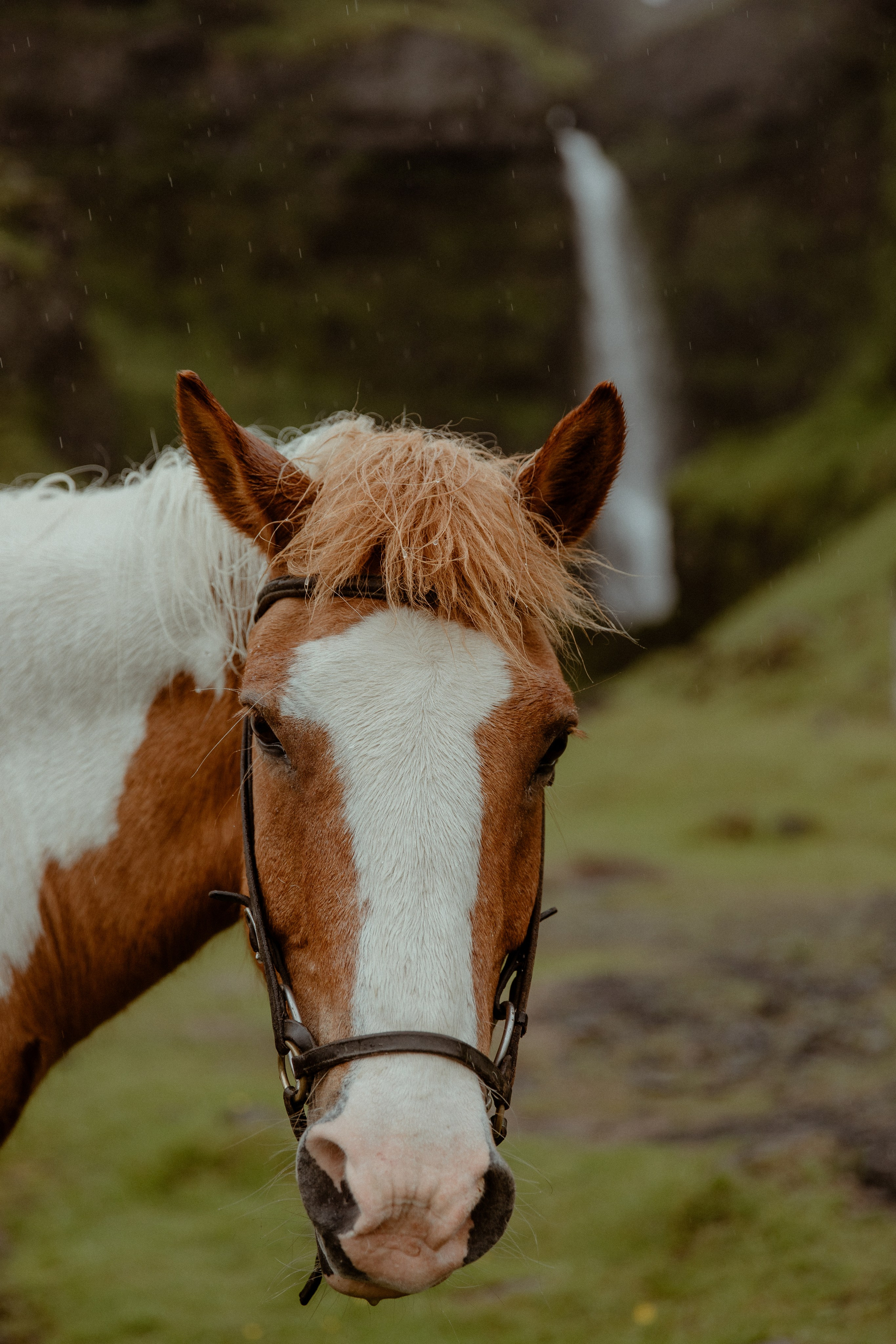 Elopement at Kvernufoss Waterfall. Iceland elopement photographer & videographer
