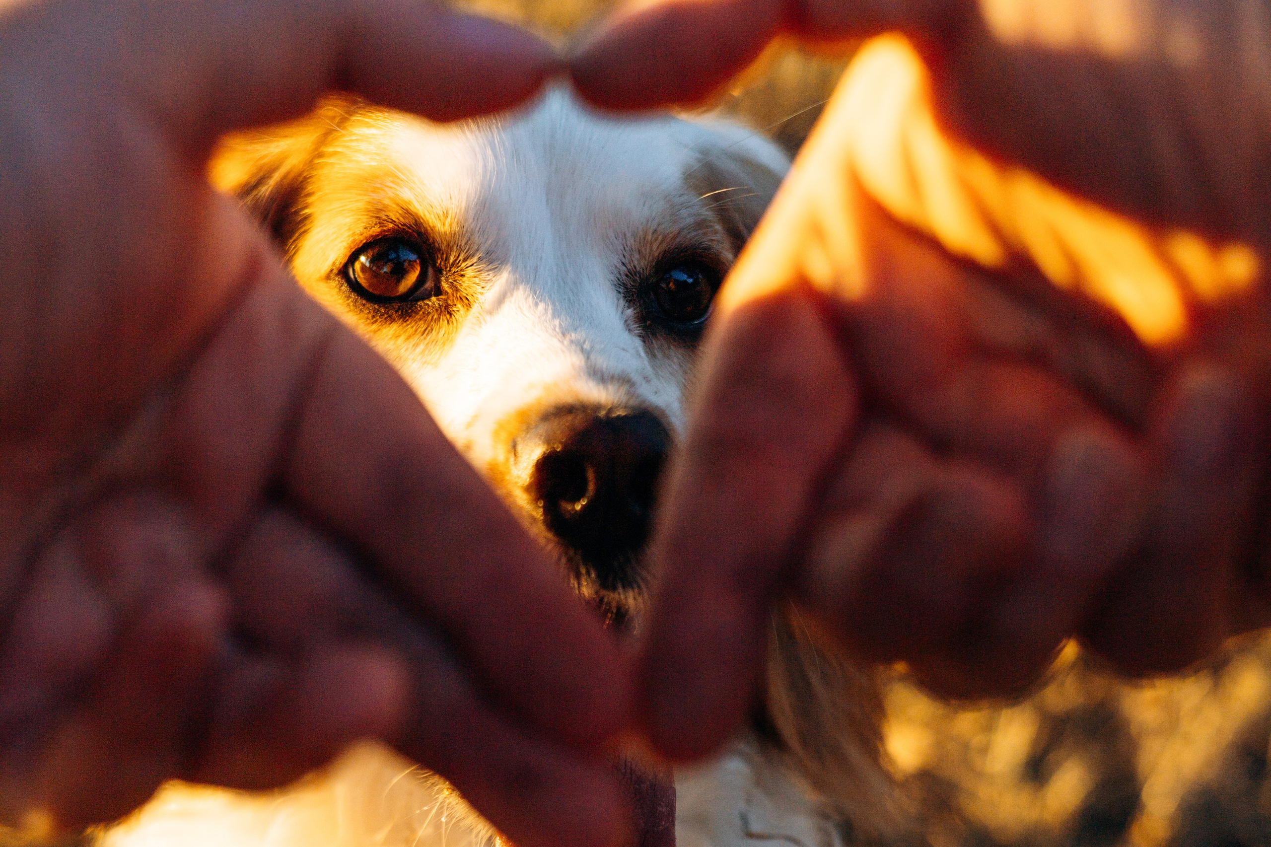 Фотограф-анималист | Белград