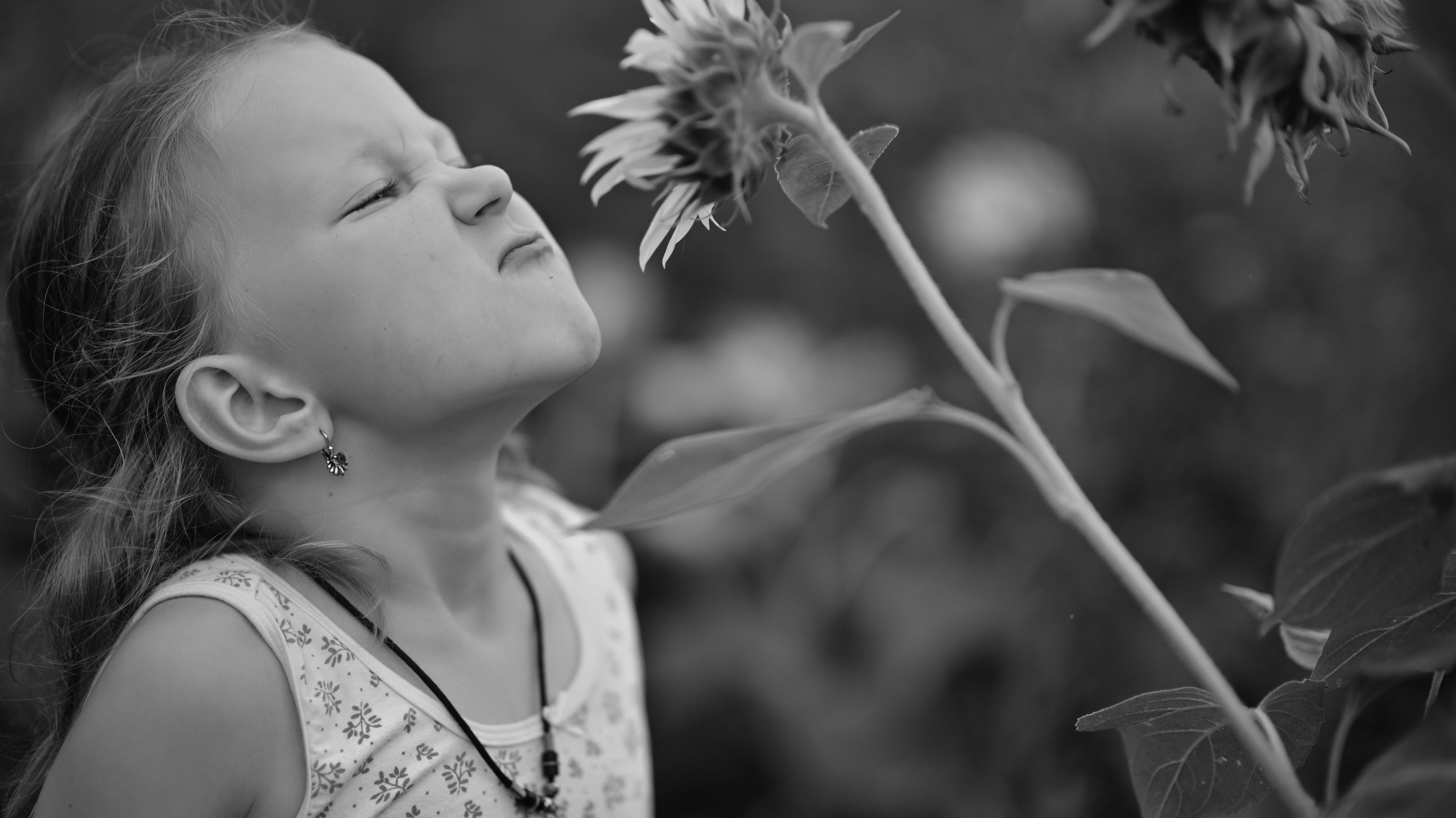 Sunflowers in Raleigh. Family and Sports photographer in Cary Raleigh NC North Carolina